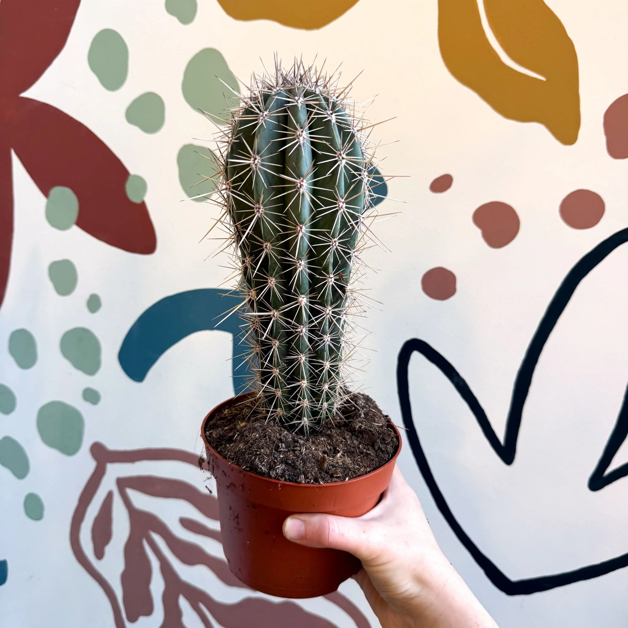 Pachycereus pringlei – Mexican Giant Cardón - Image 7