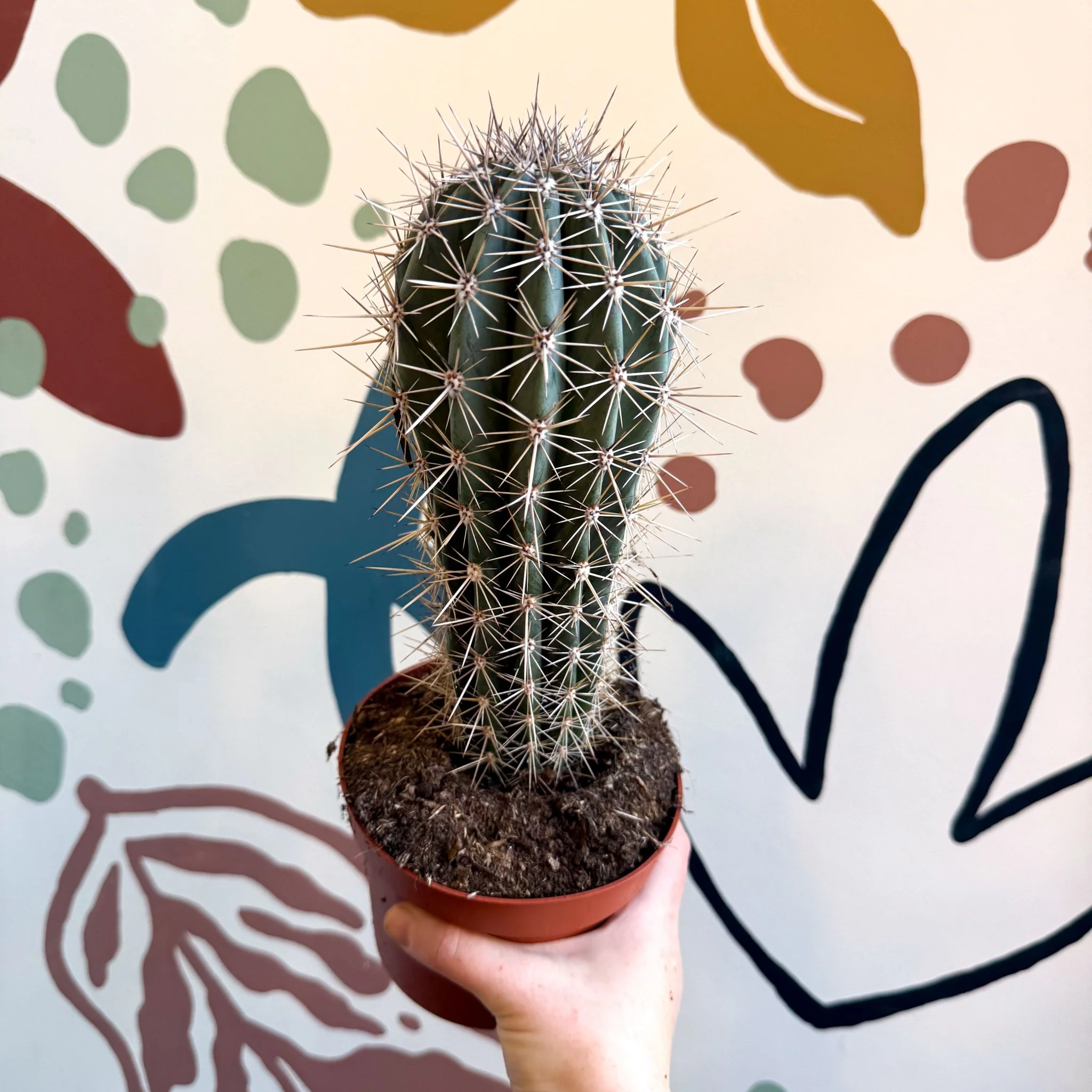 Pachycereus pringlei – Mexican Giant Cardón - Image 9
