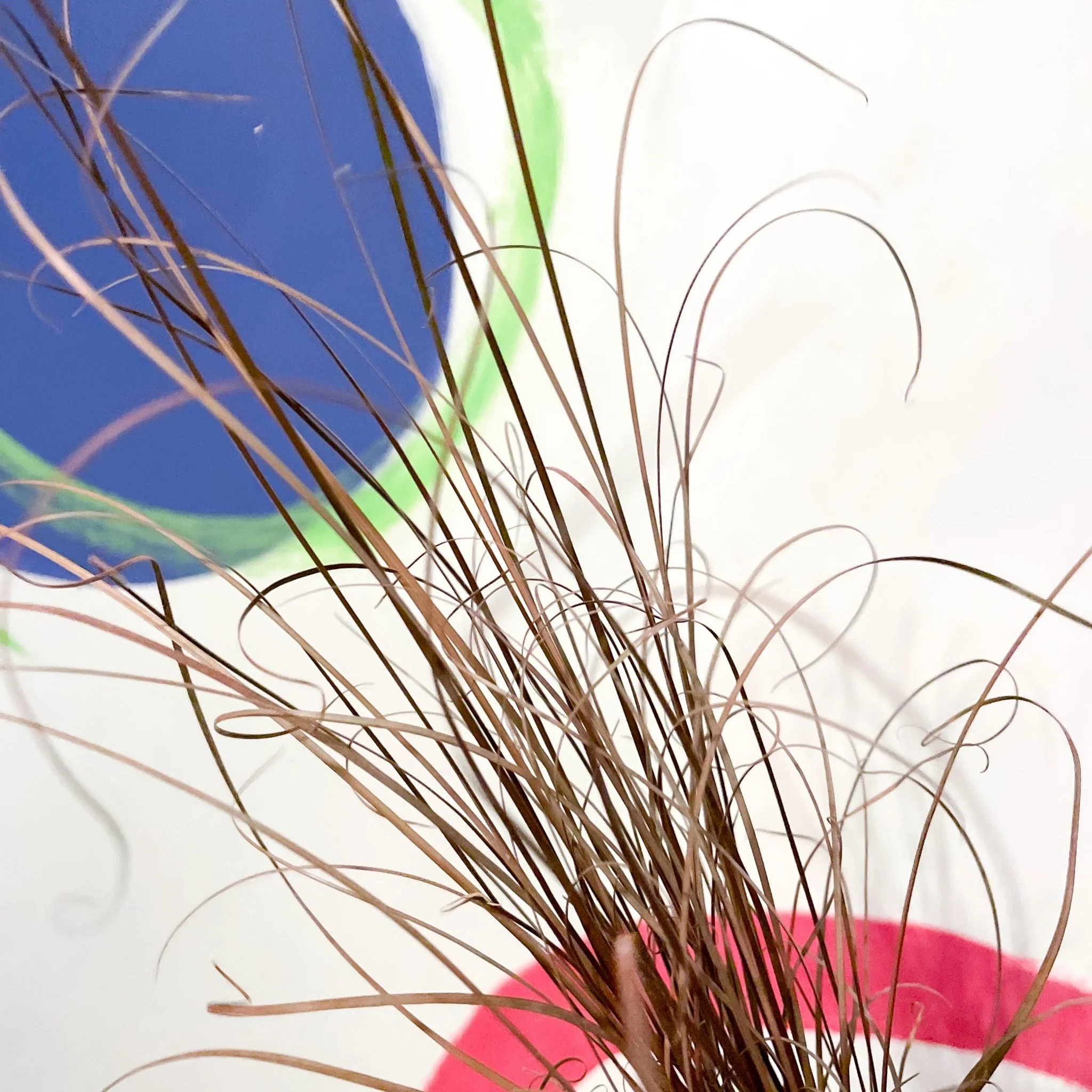 Buchanan's Sedge - Carex buchananii - Cotswold Grown Perennial - Image 2