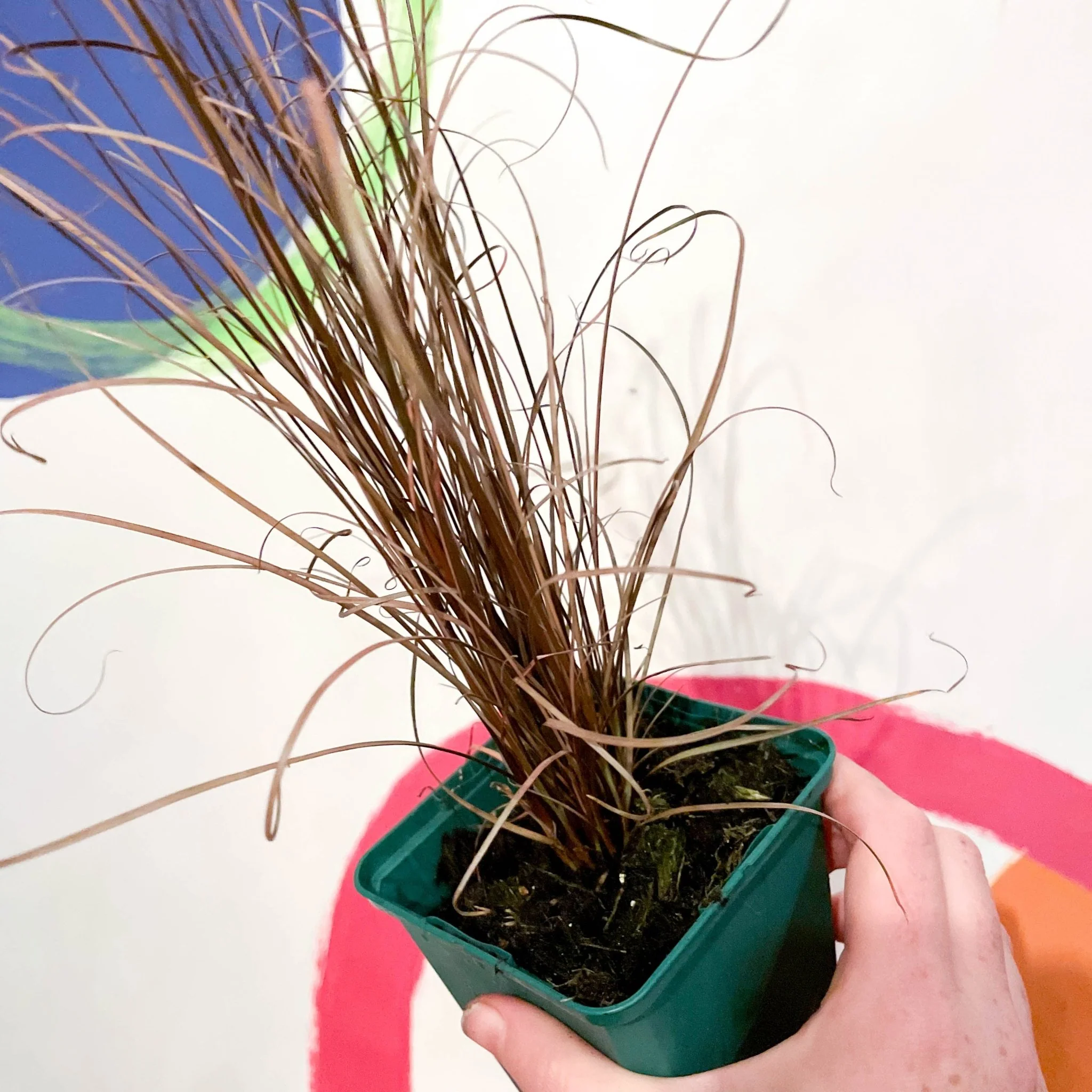 Buchanan's Sedge - Carex buchananii - Cotswold Grown Perennial - Image 3