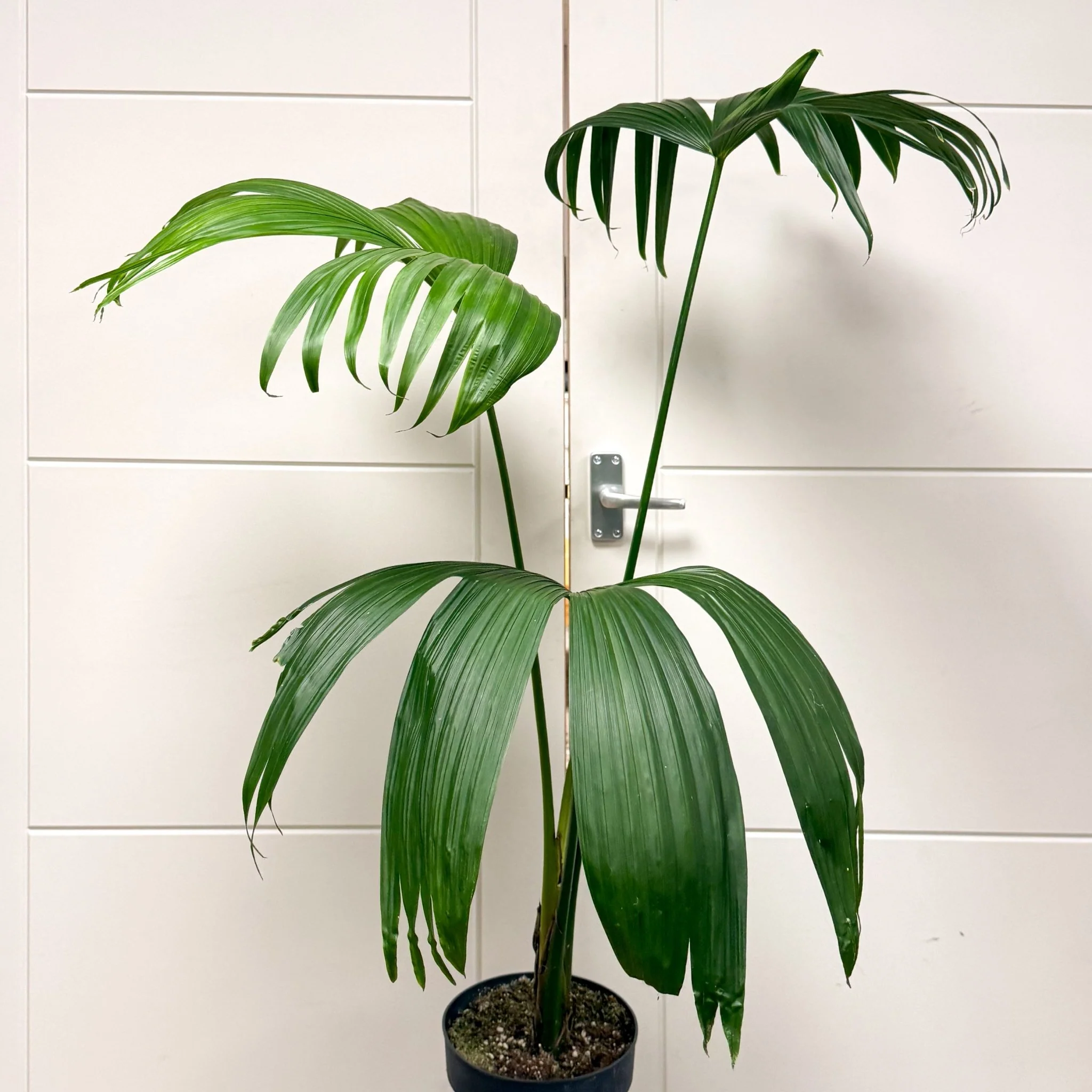 Carludovica palmata – Panama Hat Plant