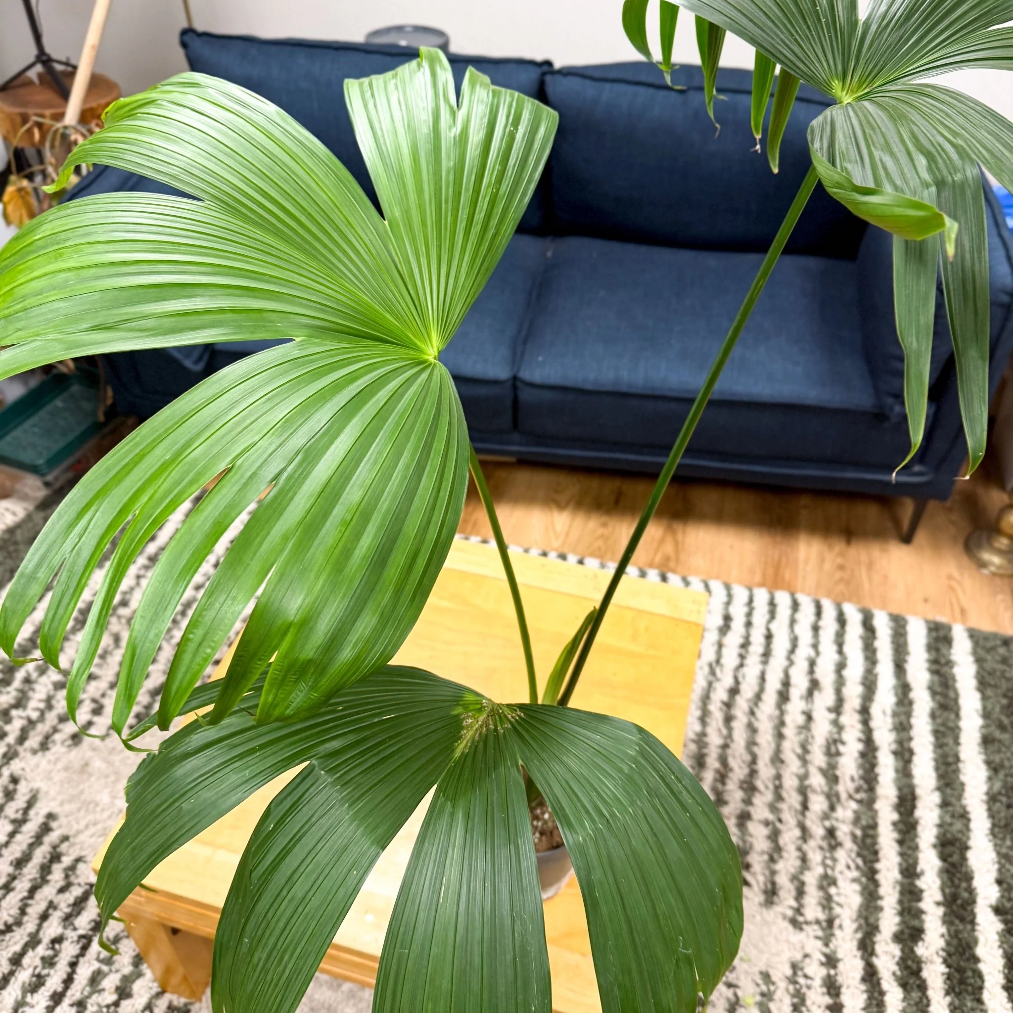 Carludovica palmata – Panama Hat Plant - Image 10