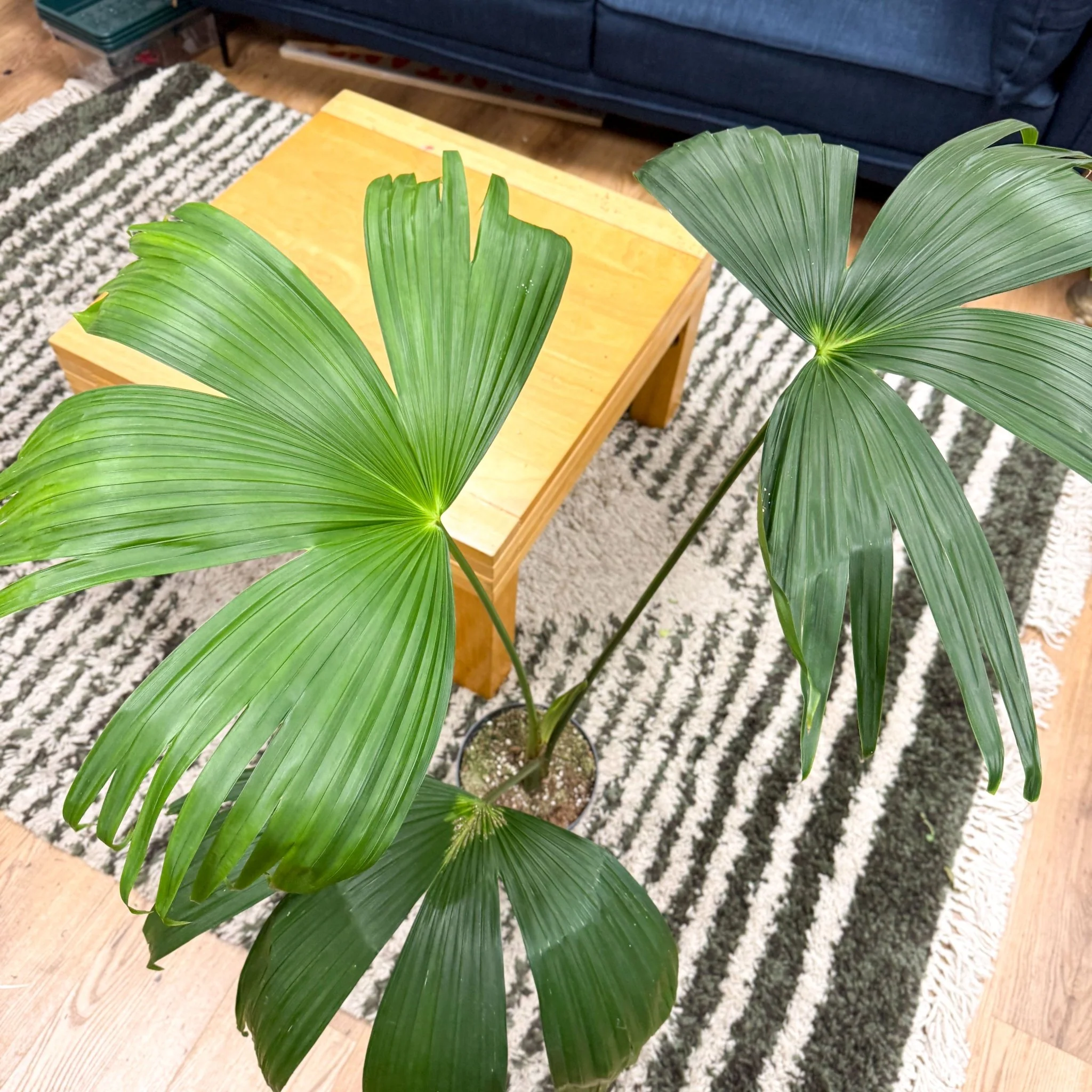 Carludovica palmata – Panama Hat Plant - Image 11