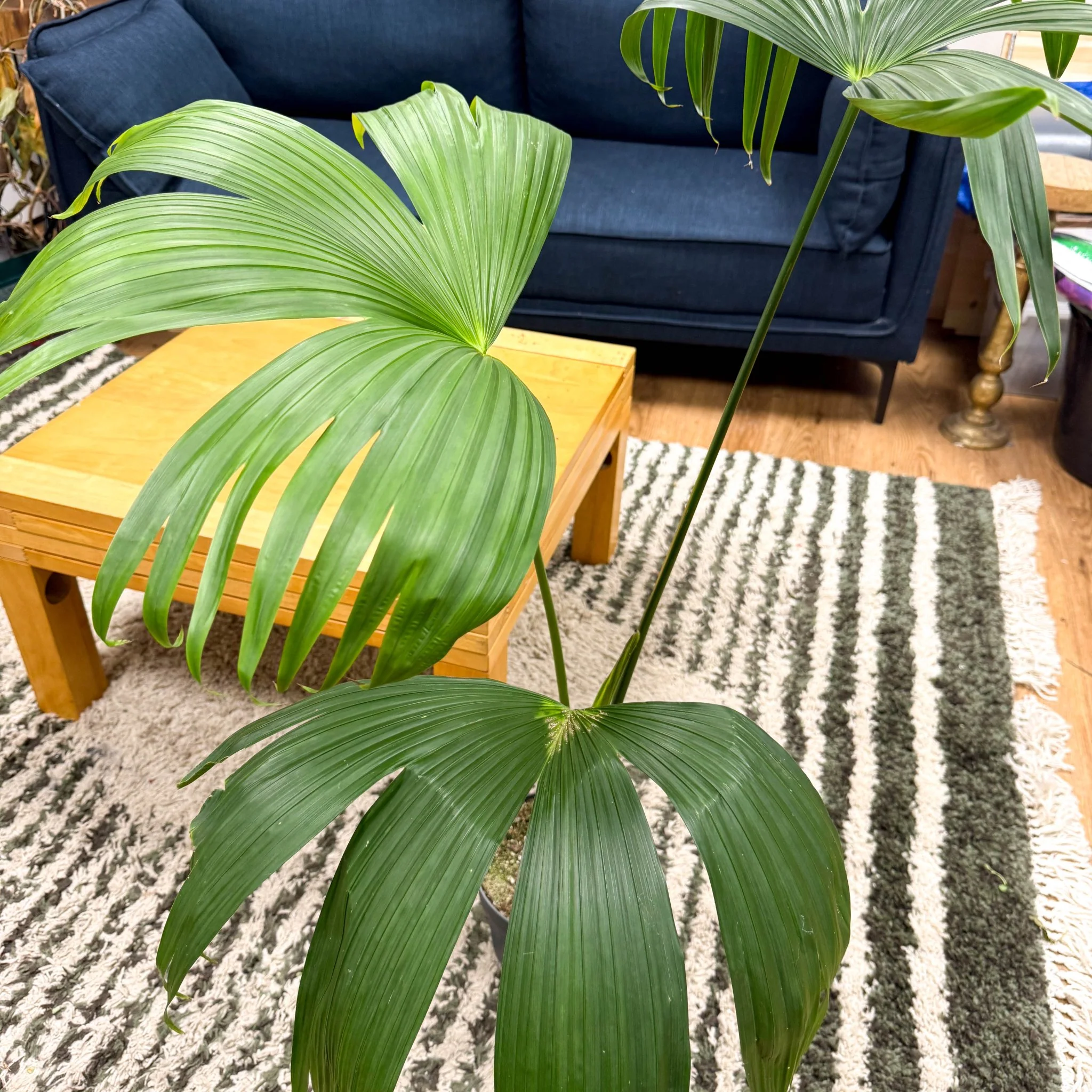 Carludovica palmata – Panama Hat Plant - Image 12
