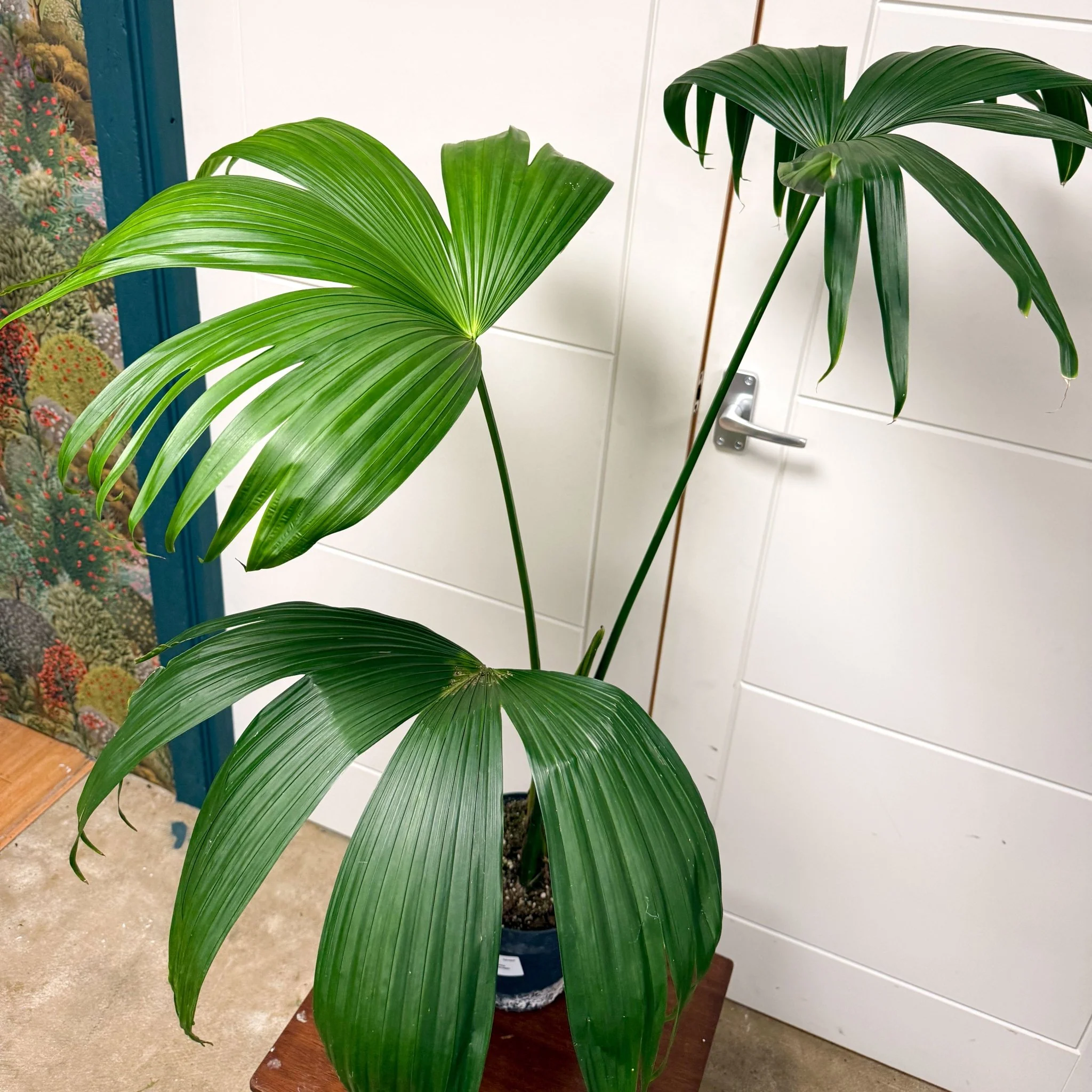 Carludovica palmata – Panama Hat Plant - Image 2