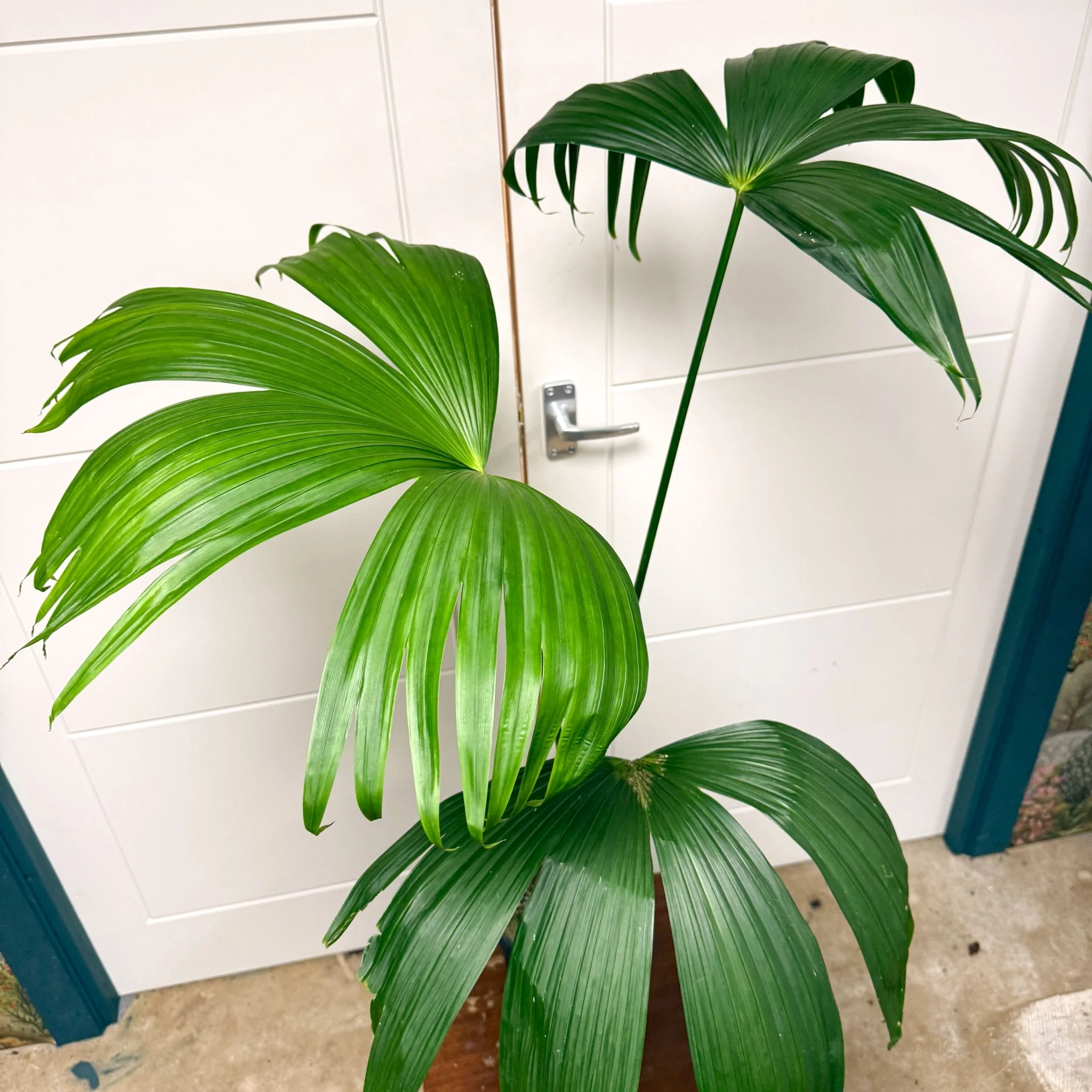 Carludovica palmata – Panama Hat Plant - Image 3