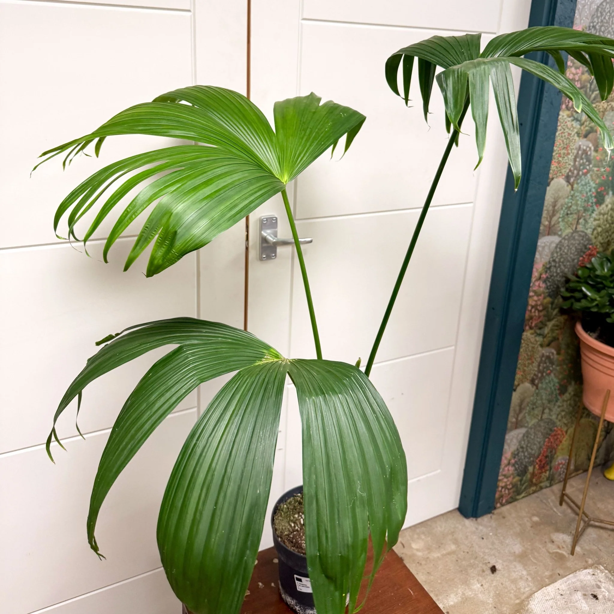 Carludovica palmata – Panama Hat Plant - Image 4