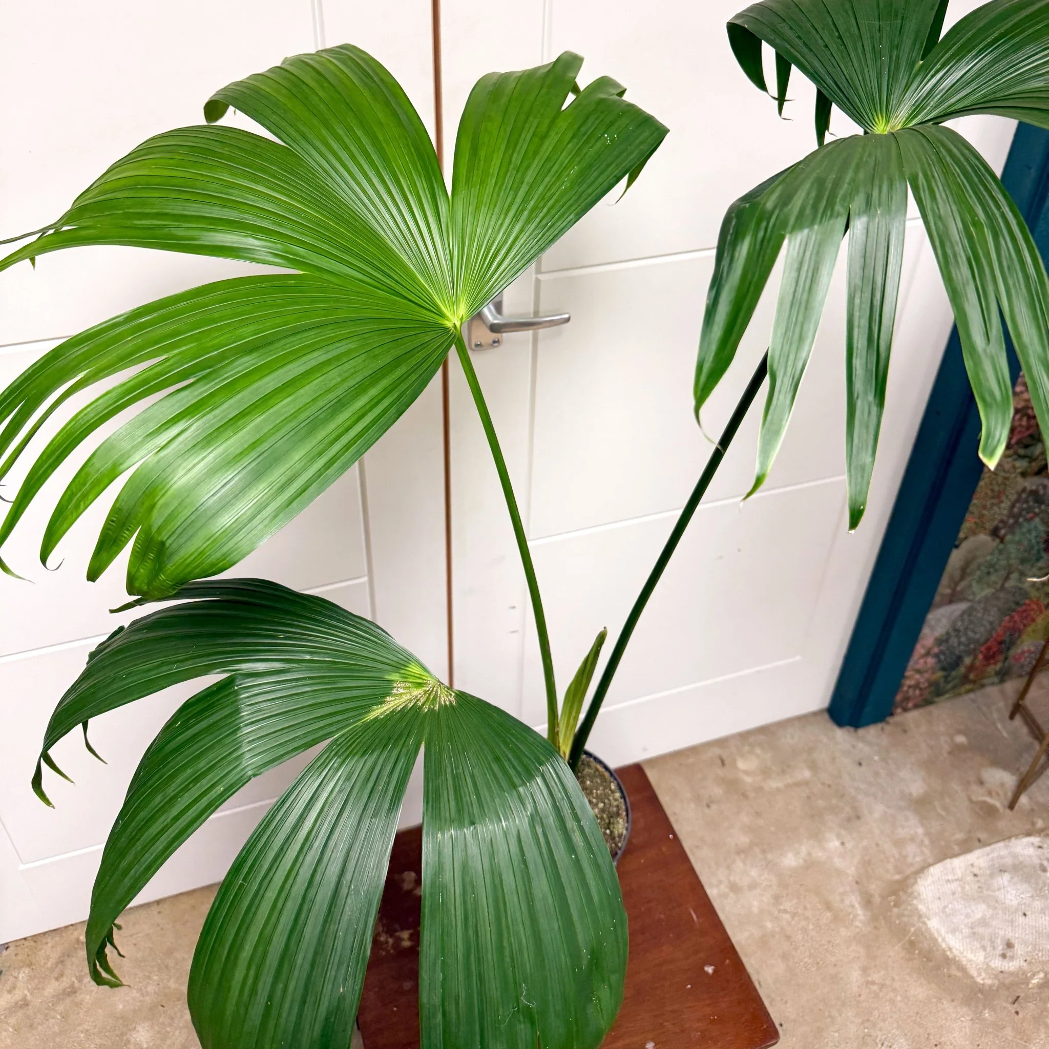 Carludovica palmata – Panama Hat Plant - Image 5