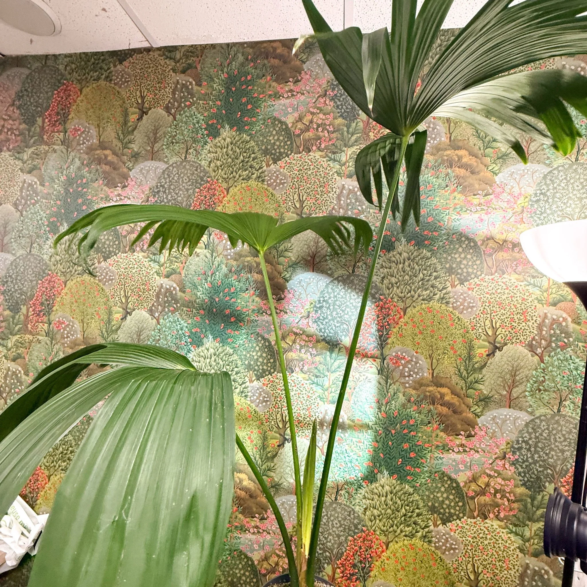 Carludovica palmata – Panama Hat Plant - Image 6