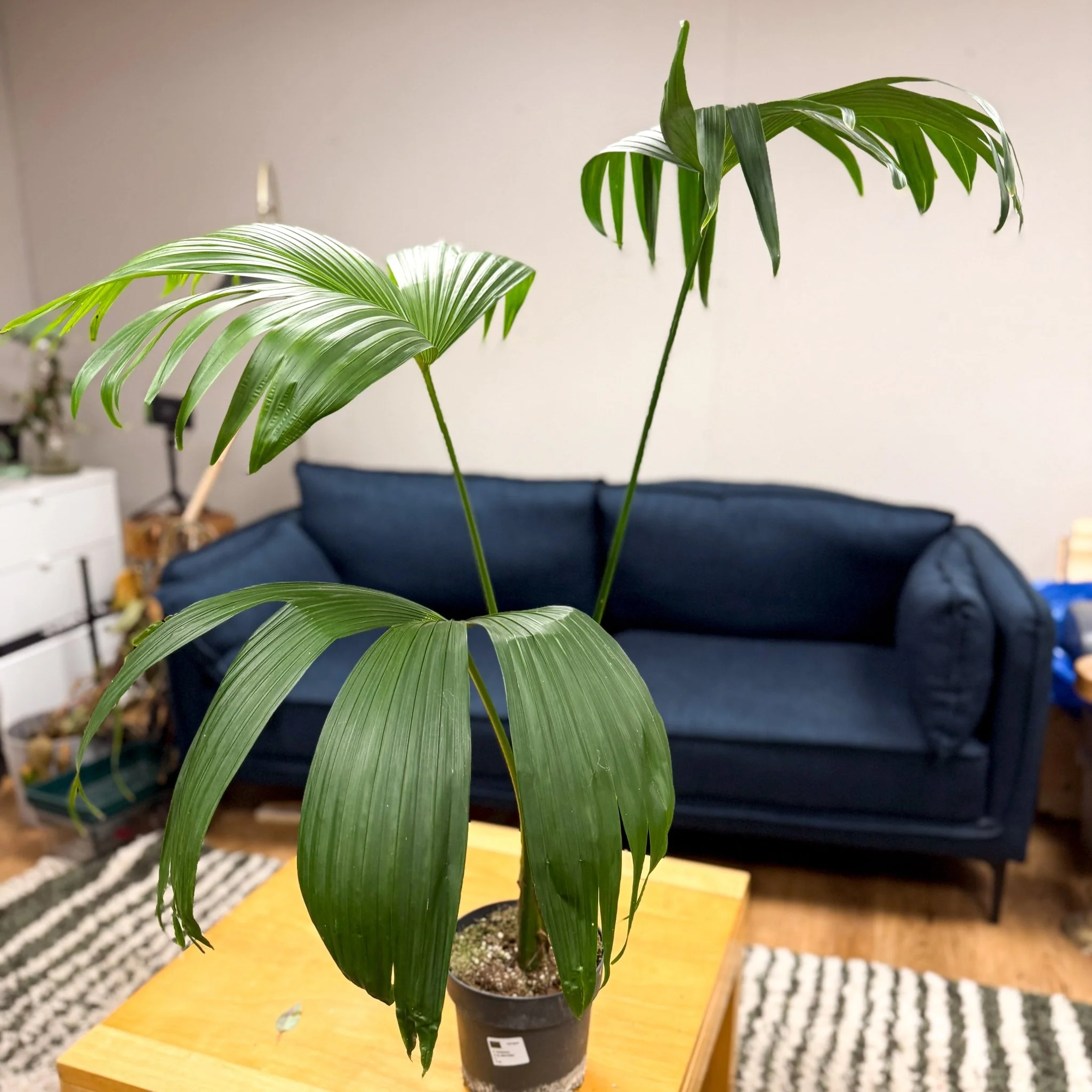 Carludovica palmata – Panama Hat Plant - Image 9