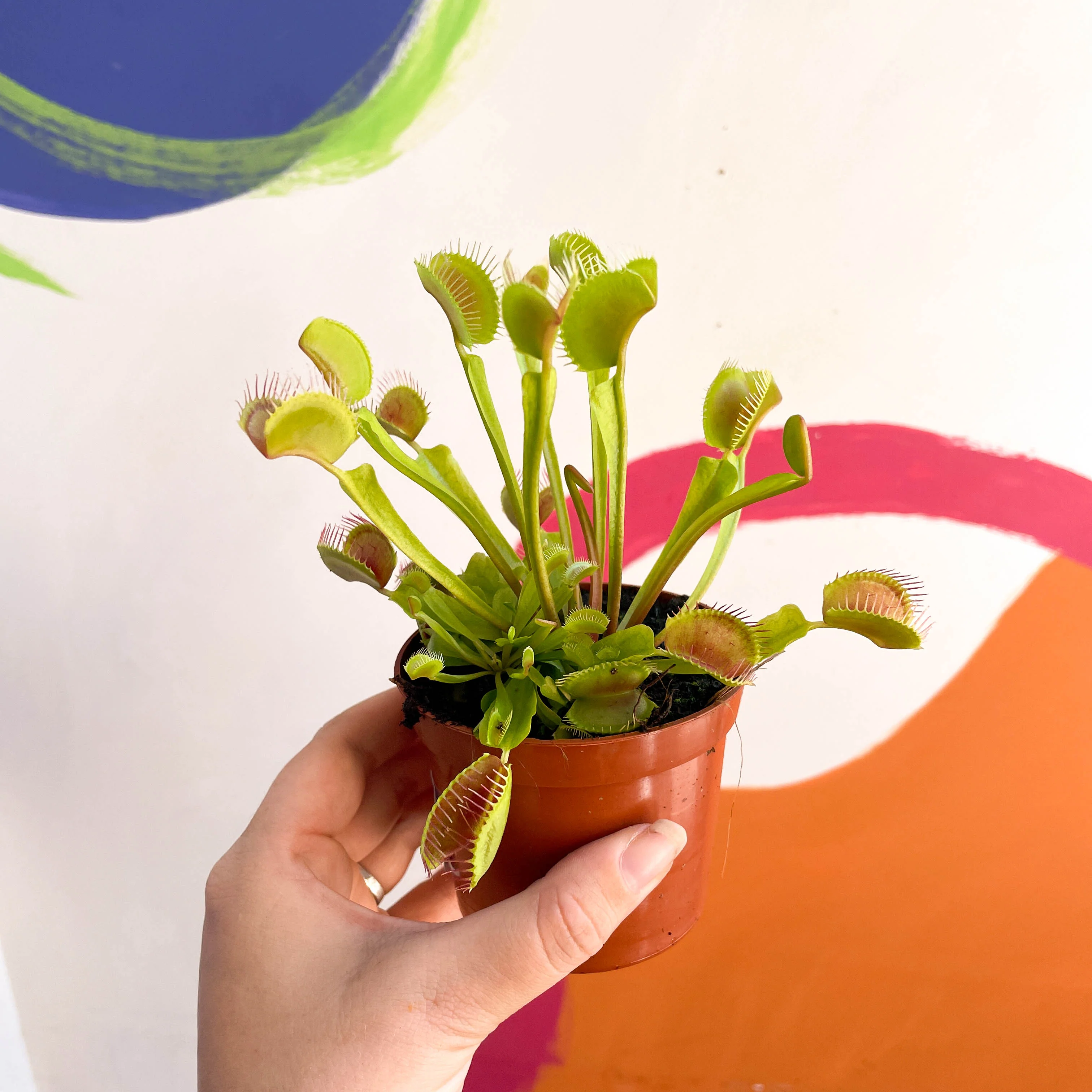 Dionaea muscipula - Venus Flytrap - Image 8