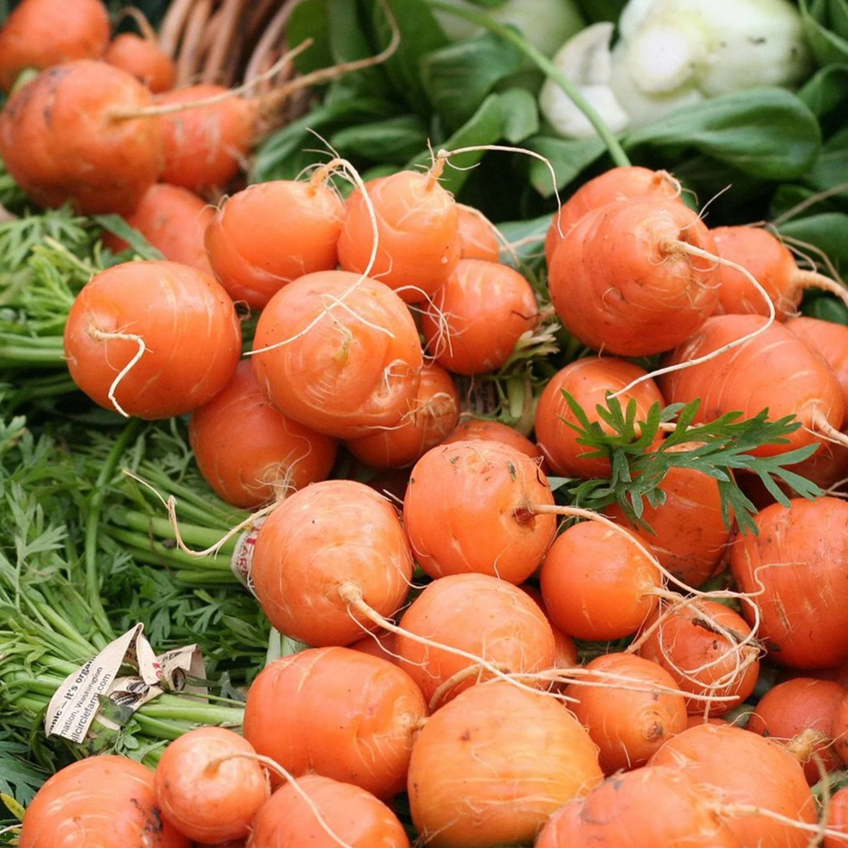 Parisian Carrot (Daucus carota) âParis Market Atlasâ Seeds