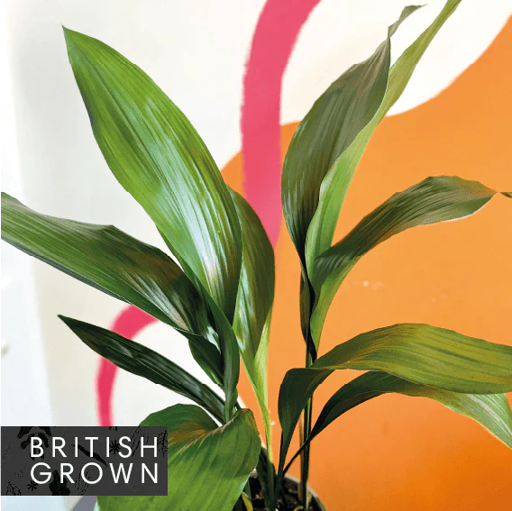 Aspidistra elatior - Cast Iron Plant - British Grown
