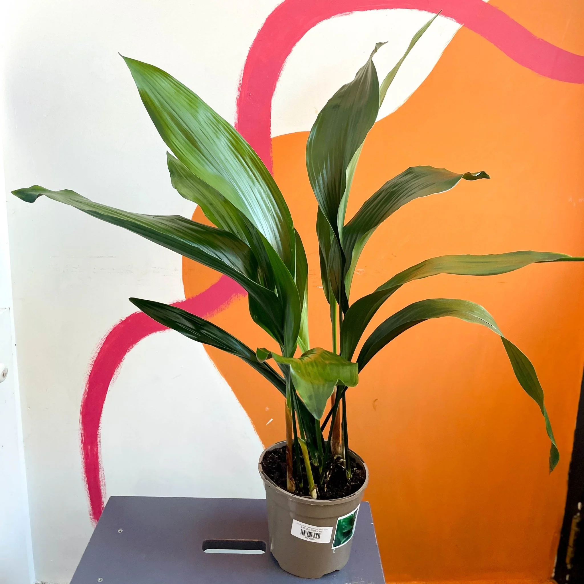 Aspidistra elatior - Cast Iron Plant - British Grown - Image 2