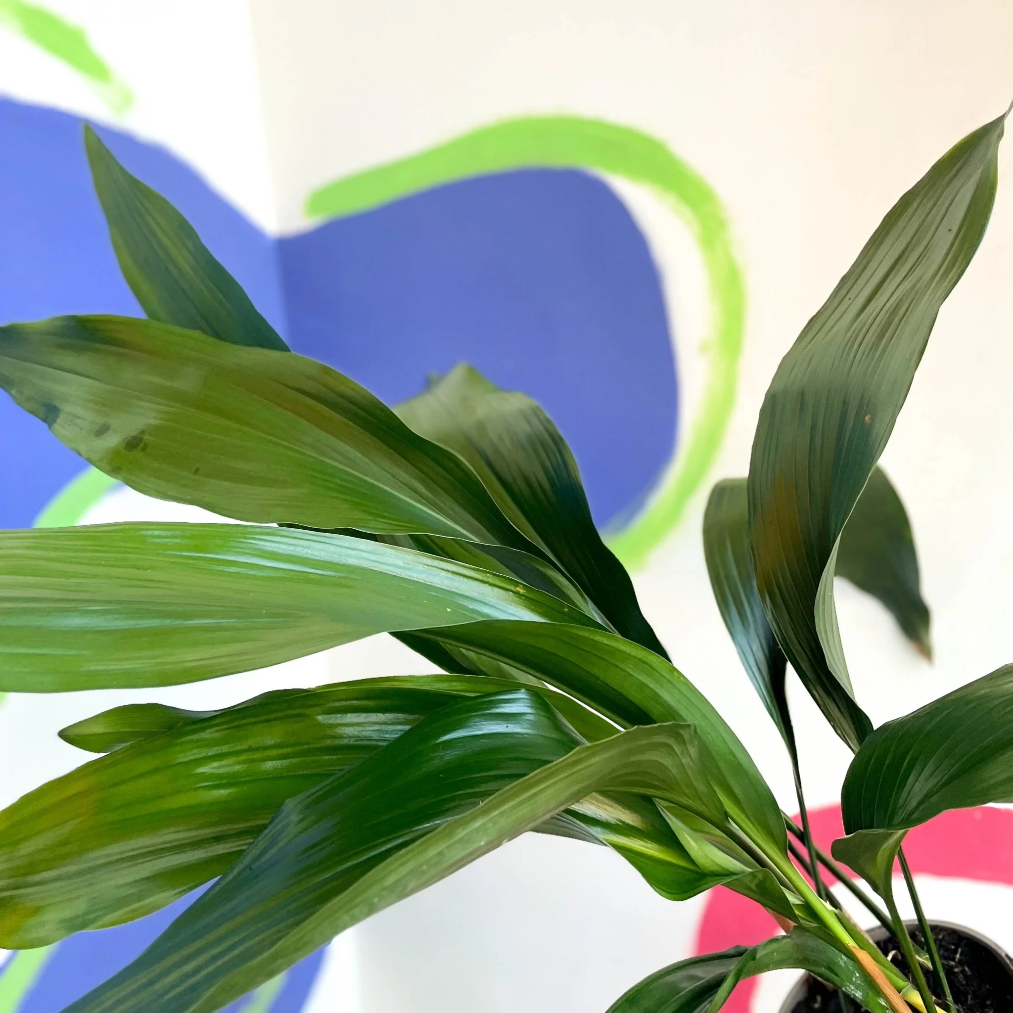 Aspidistra elatior - Cast Iron Plant - British Grown - Image 3