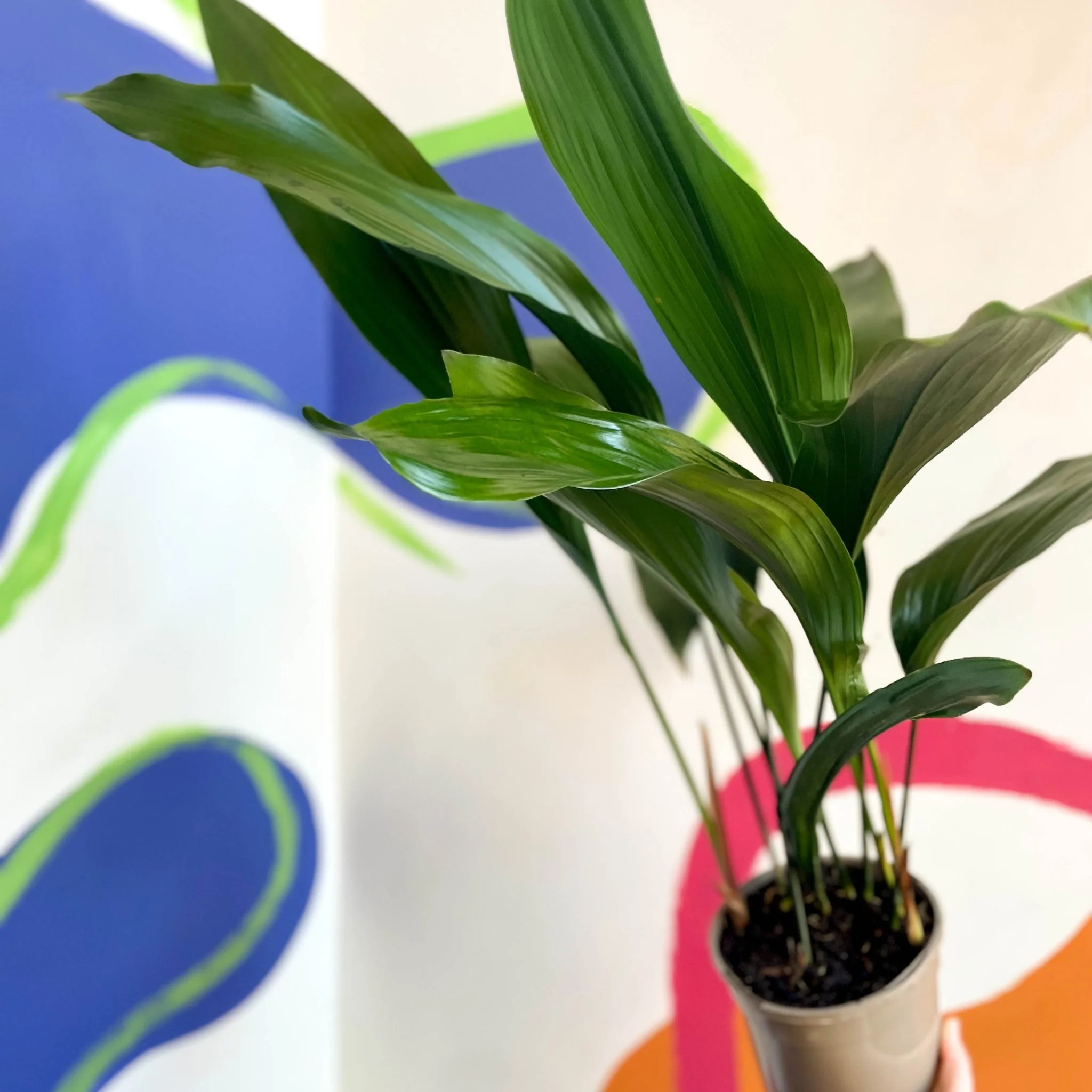 Aspidistra elatior - Cast Iron Plant - British Grown - Image 4