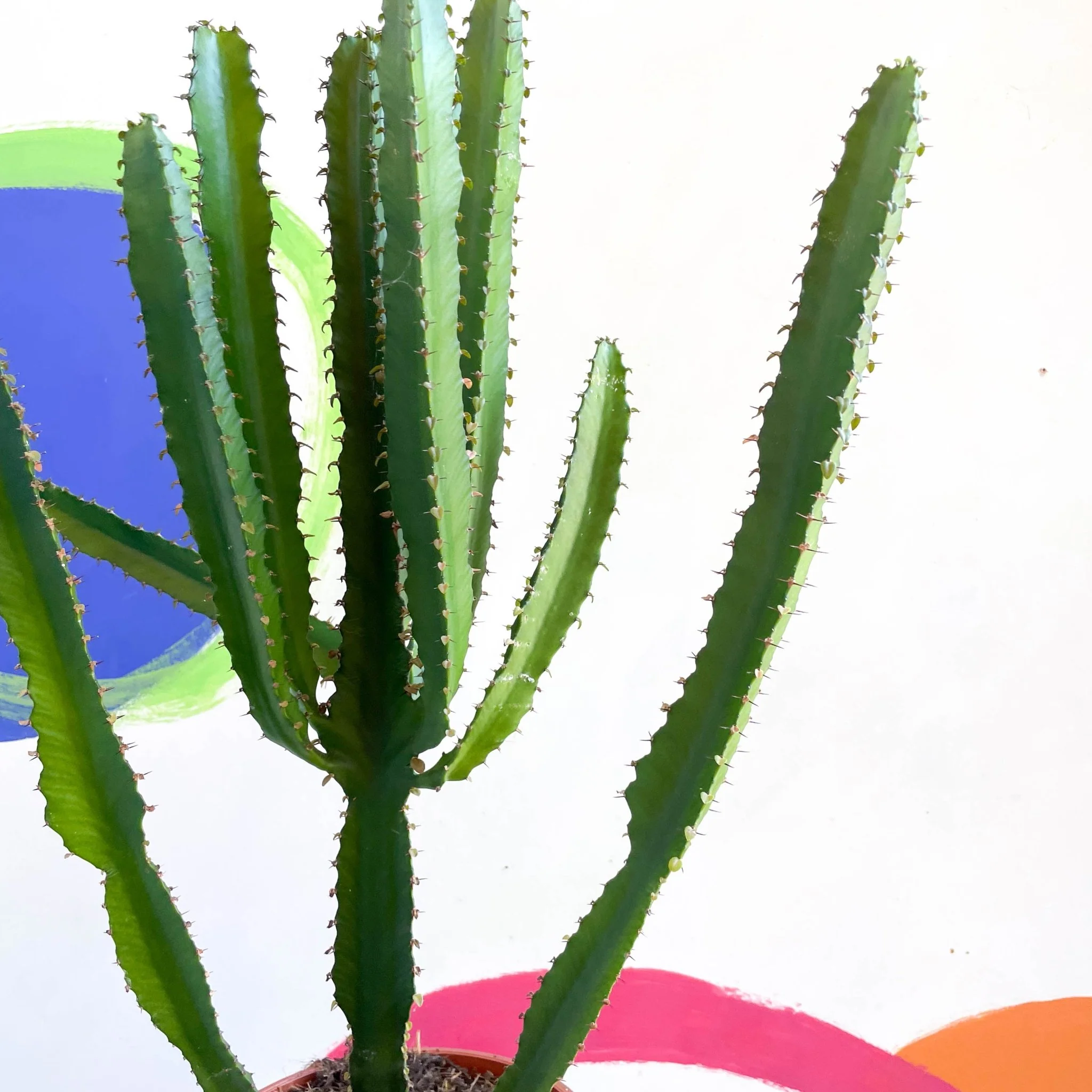 Euphorbia triangularis - Cathedral Cactus - Image 2