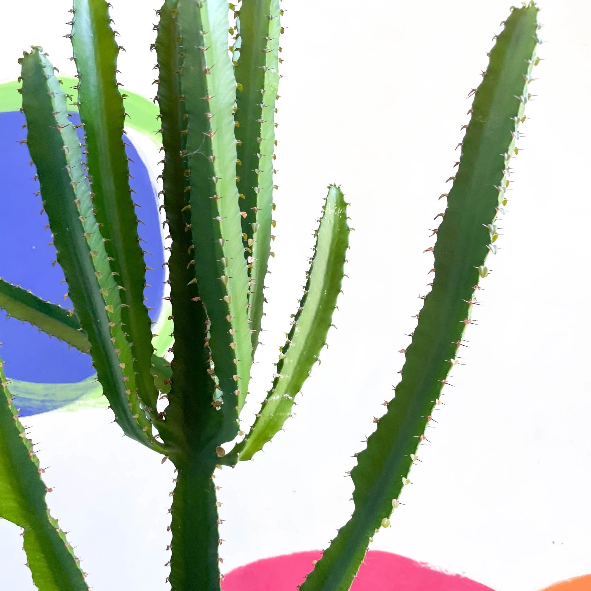 Euphorbia triangularis - Cathedral Cactus - Image 3