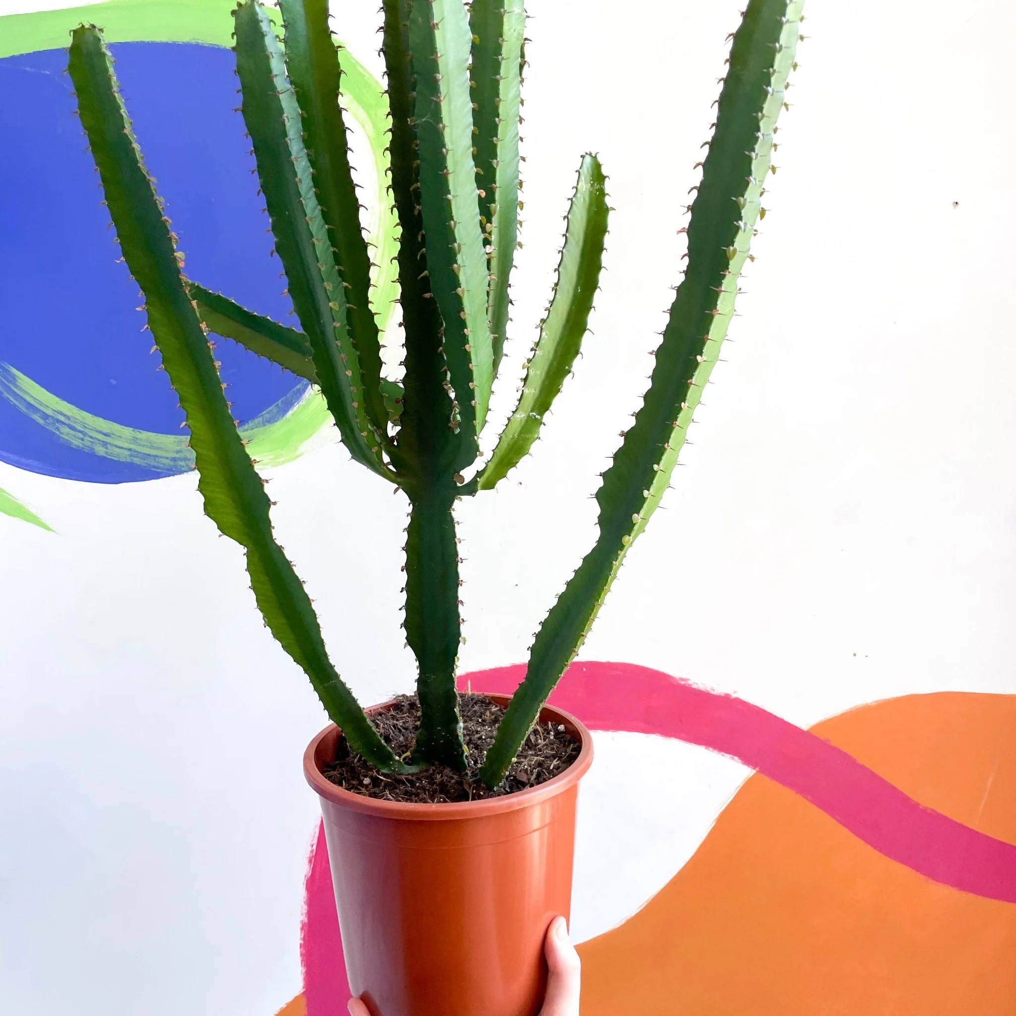 Euphorbia triangularis - Cathedral Cactus - Image 4