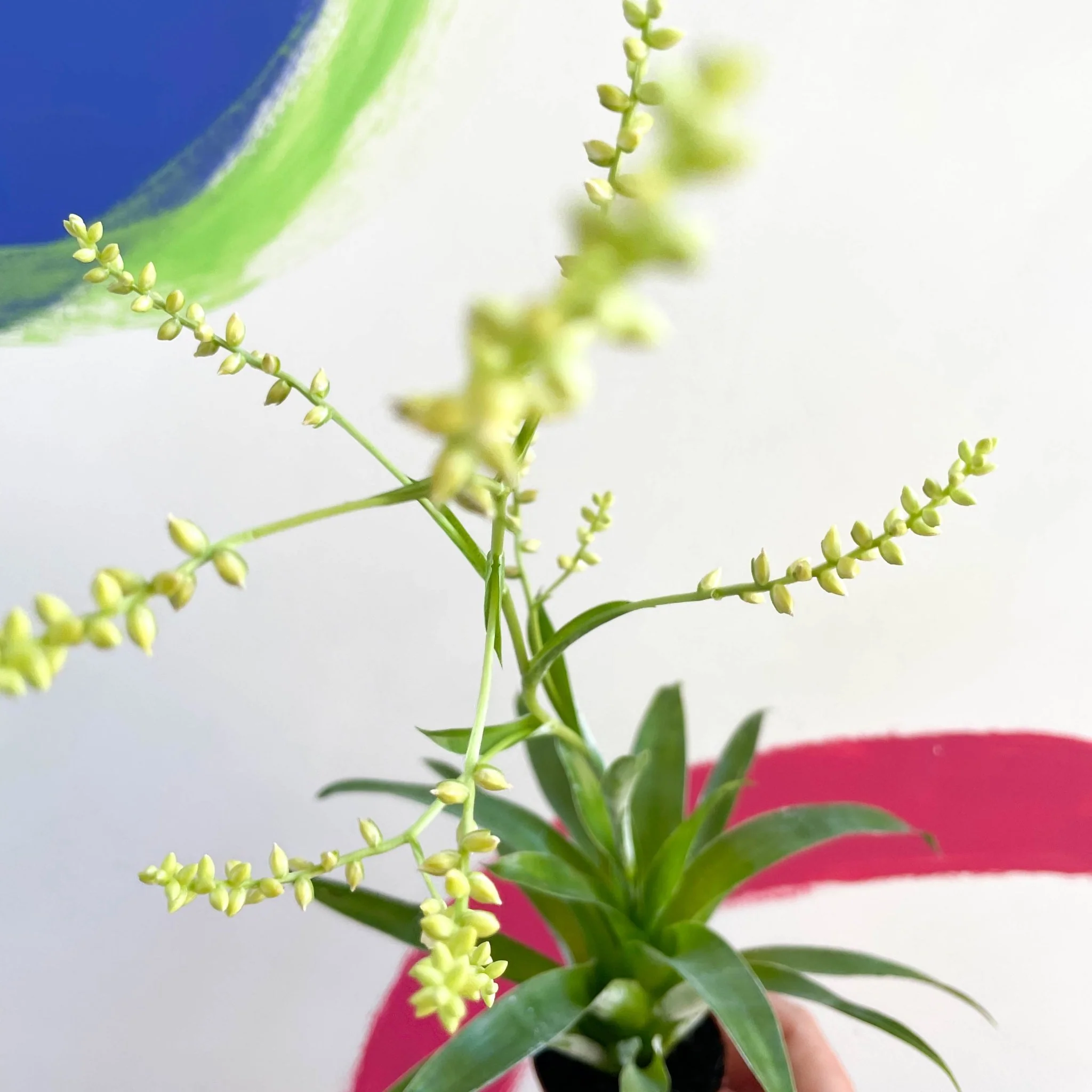 Catopsis morreniana 'White Form' syn. Tillandsia - Image 2