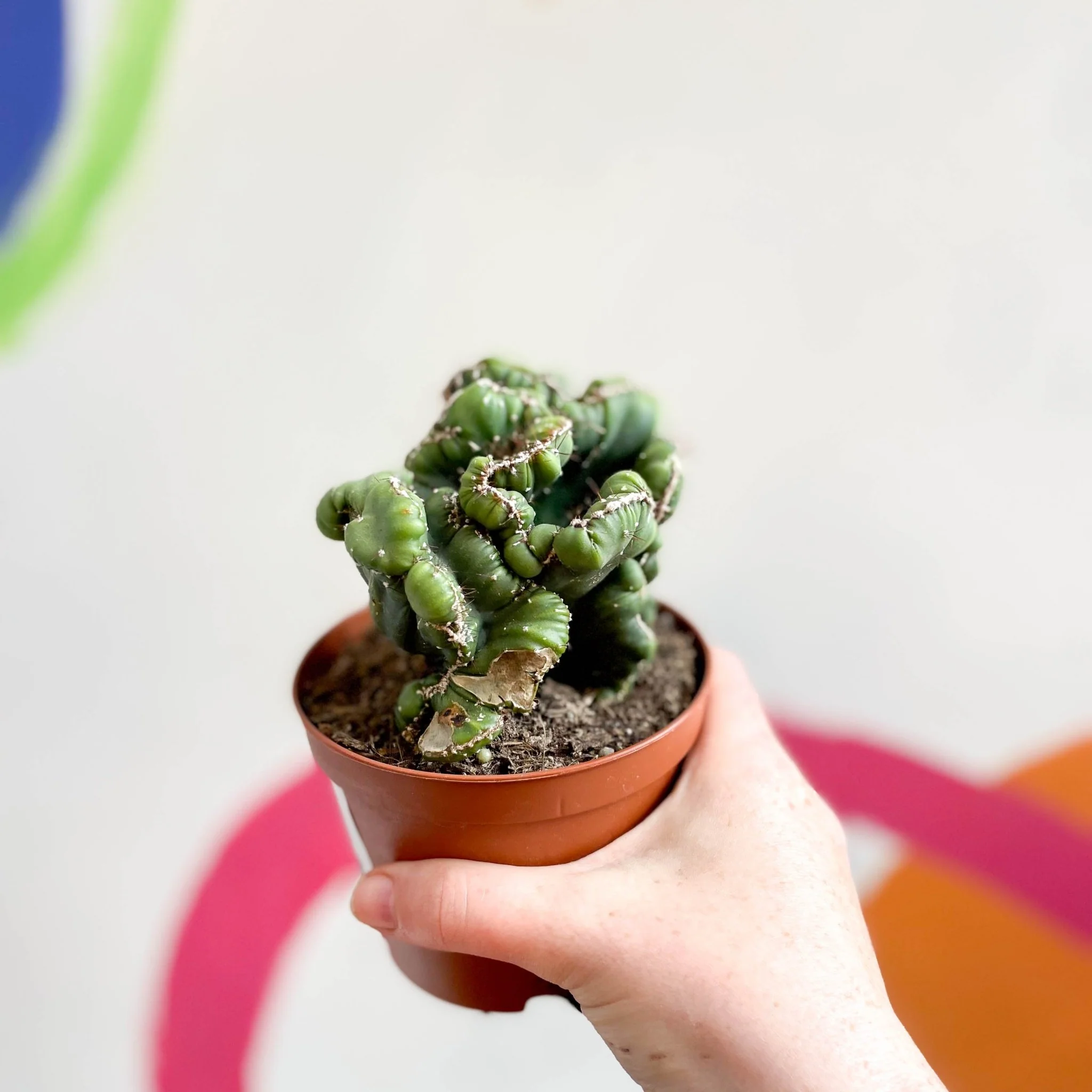 Cereus peruvianus 'Coral' f. cristata