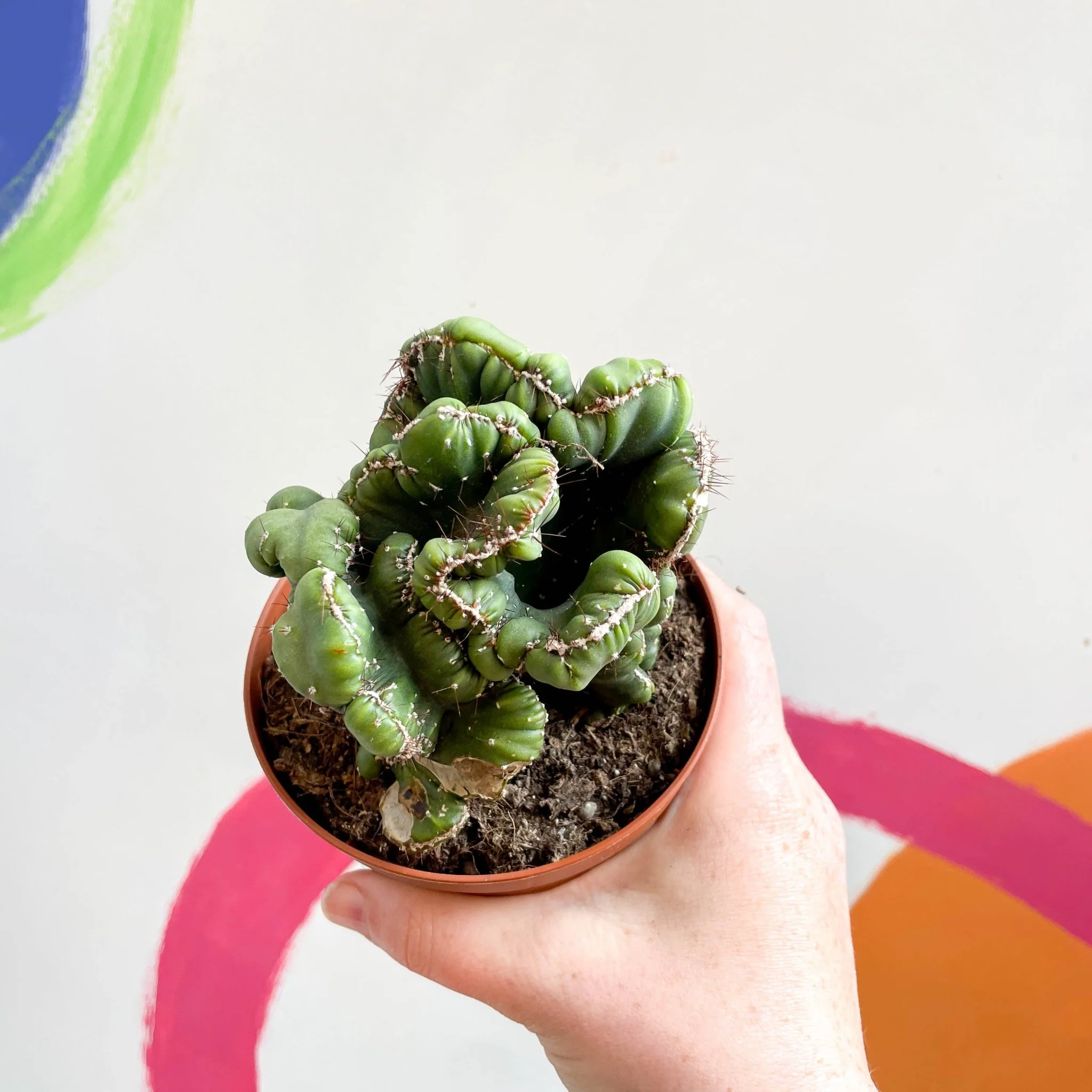 Cereus peruvianus 'Coral' f. cristata - Image 2