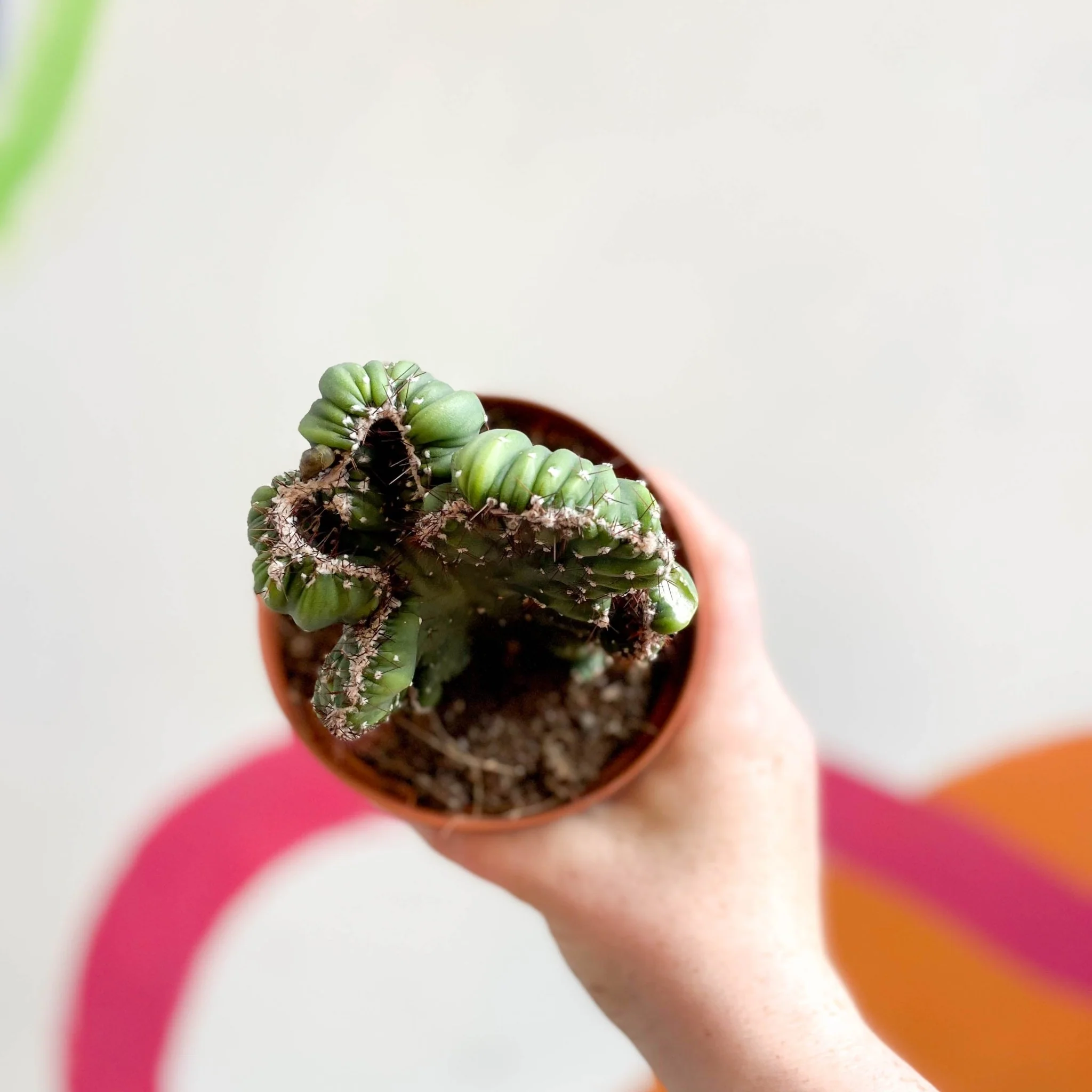 Cereus peruvianus 'Coral' f. cristata - Image 3
