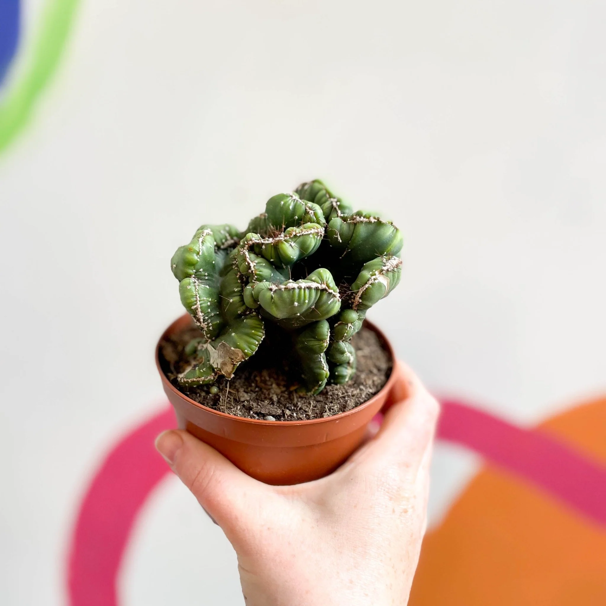 Cereus peruvianus 'Coral' f. cristata - Image 4