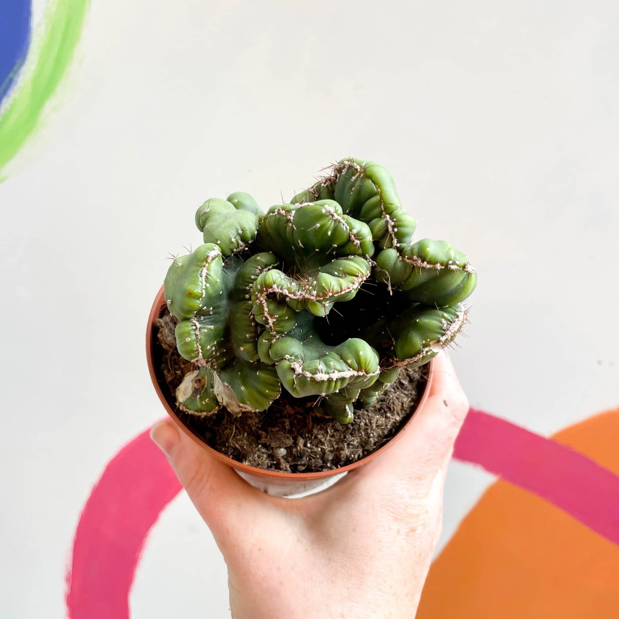 Cereus peruvianus 'Coral' f. cristata - Image 5