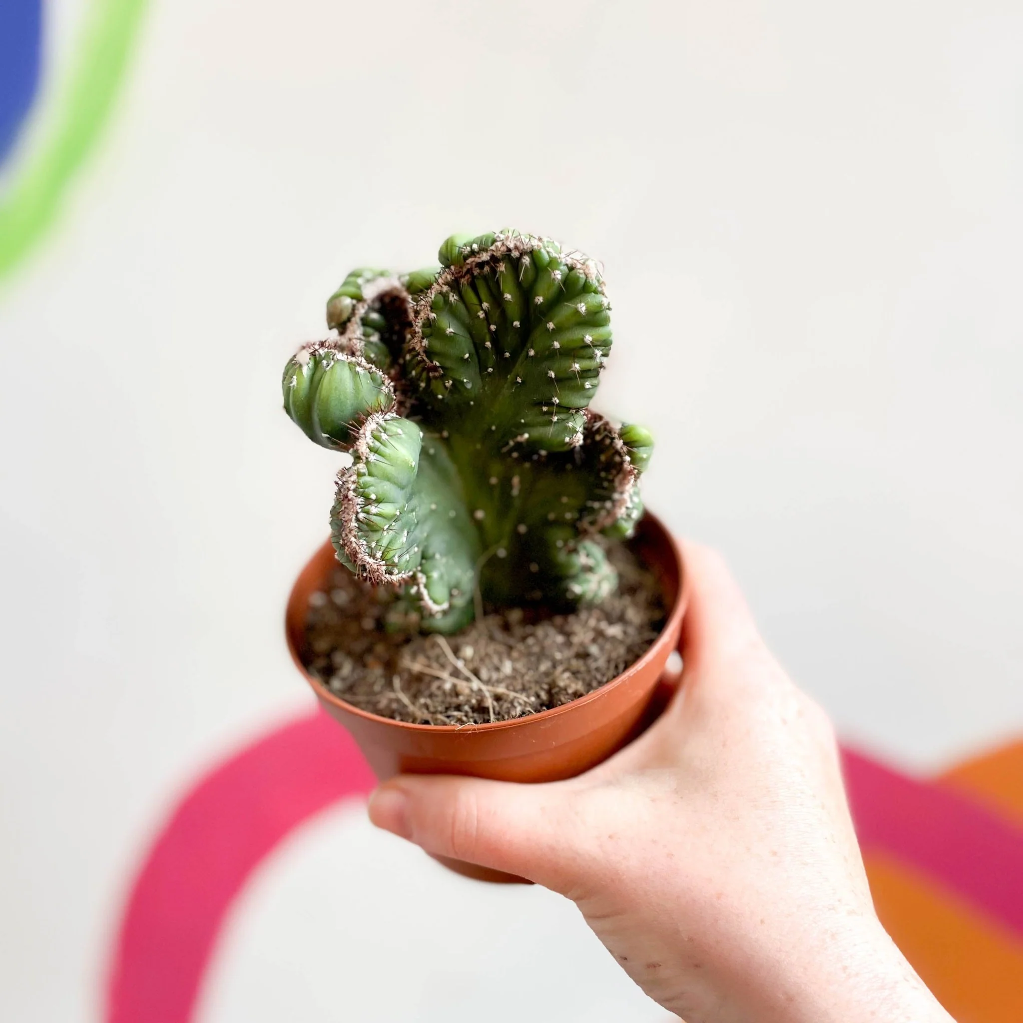 Cereus peruvianus 'Coral' f. cristata - Image 6