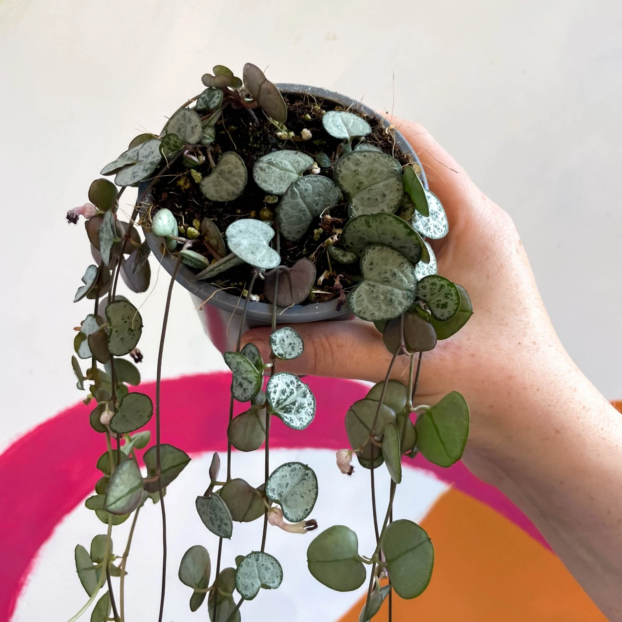 Ceropegia woodii 'Silver Glory' - String of Hearts - Image 10
