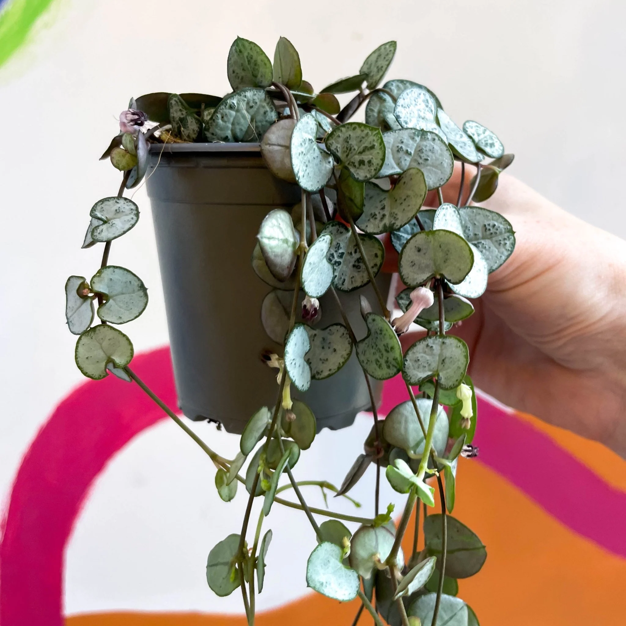 Ceropegia woodii 'Silver Glory' - String of Hearts - Image 11