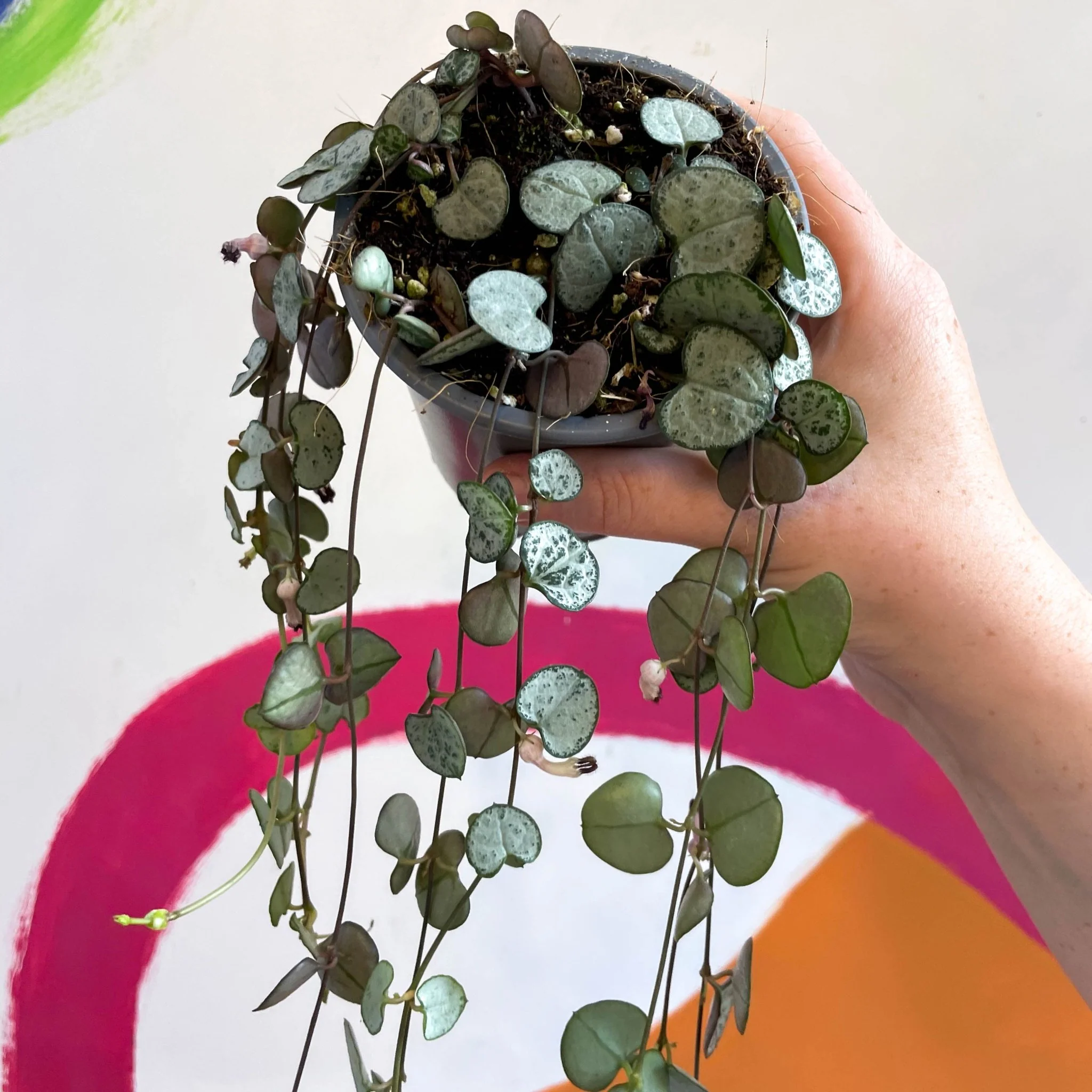Ceropegia woodii 'Silver Glory' - String of Hearts - Image 12
