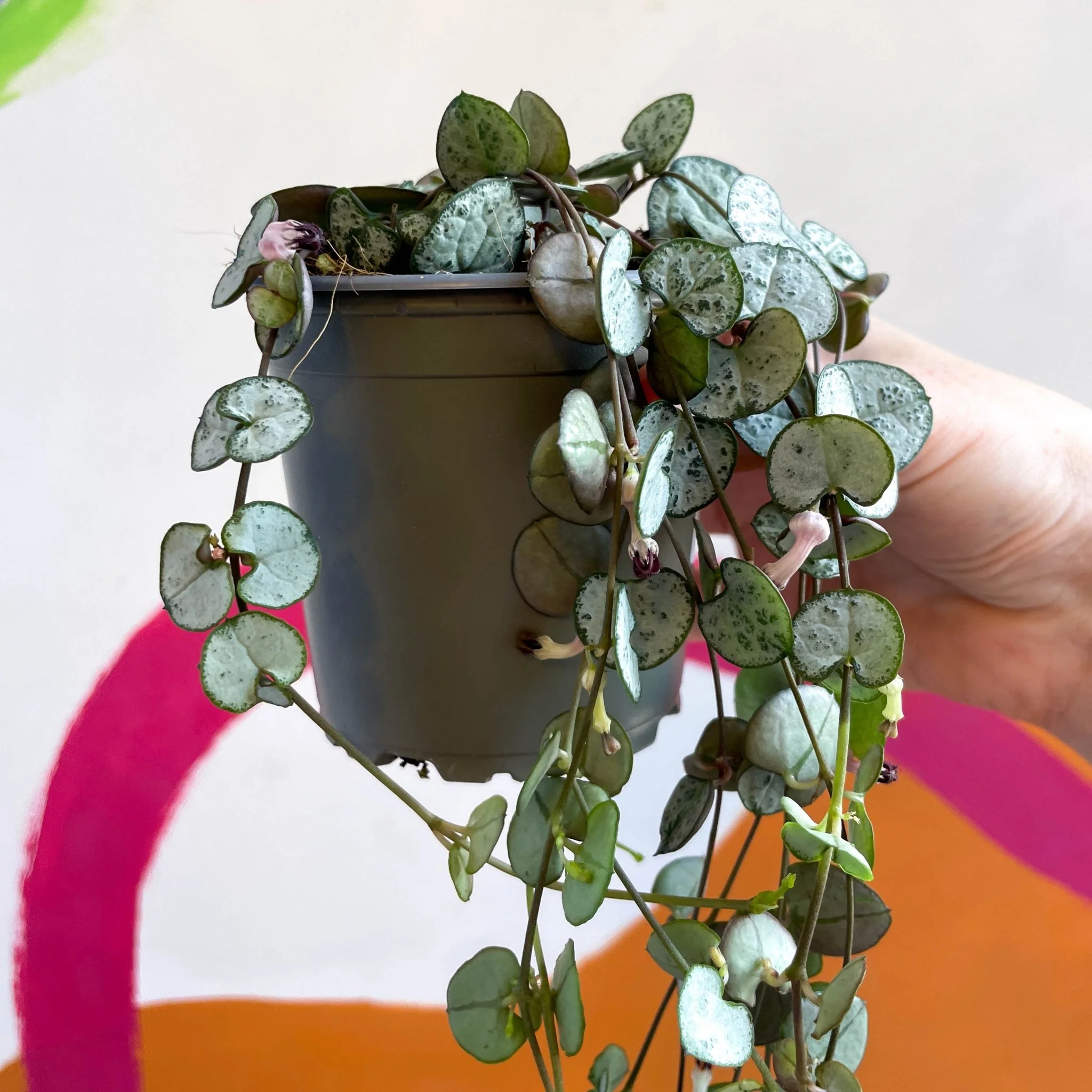 Ceropegia woodii 'Silver Glory' - String of Hearts - Image 13