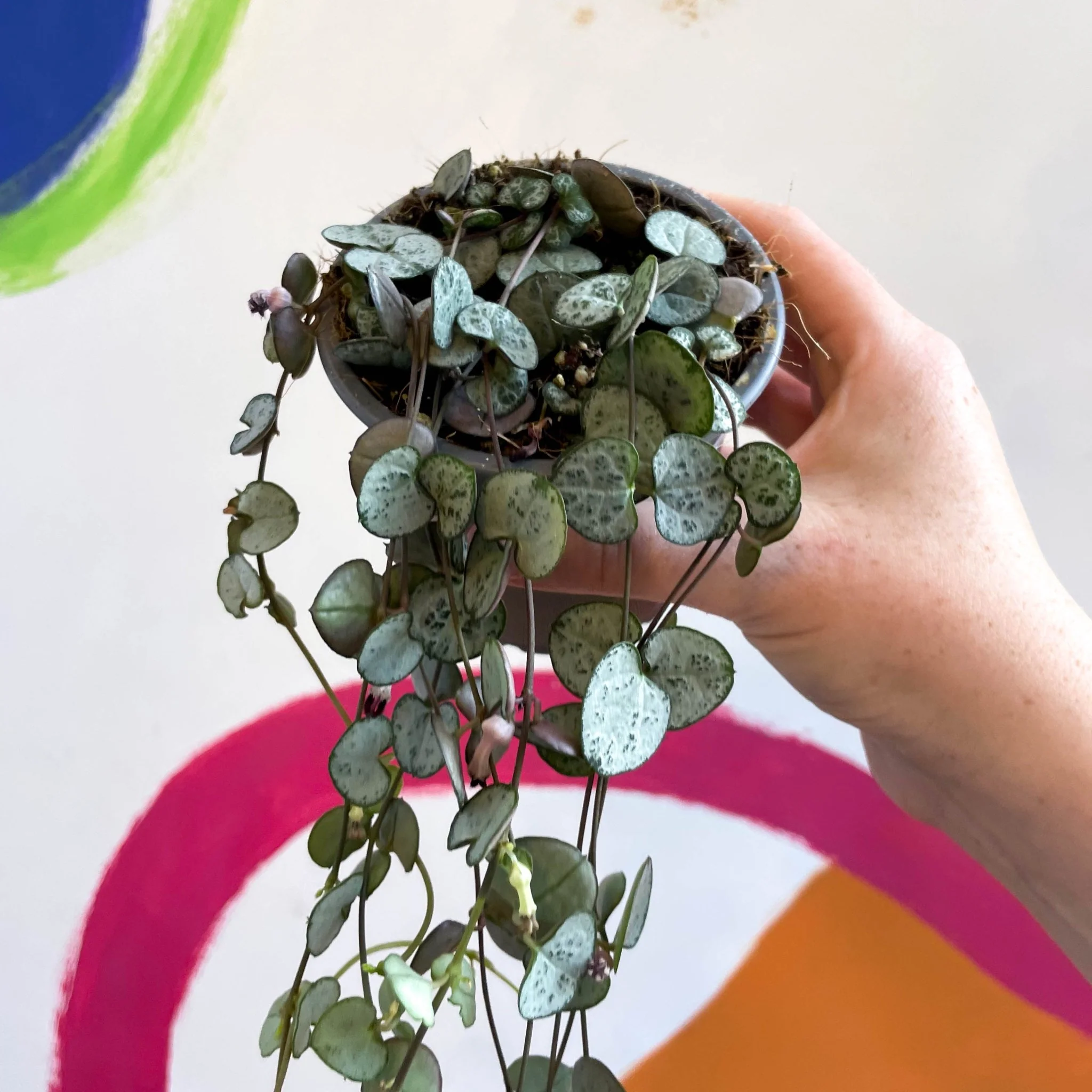 Ceropegia woodii 'Silver Glory' - String of Hearts - Image 14