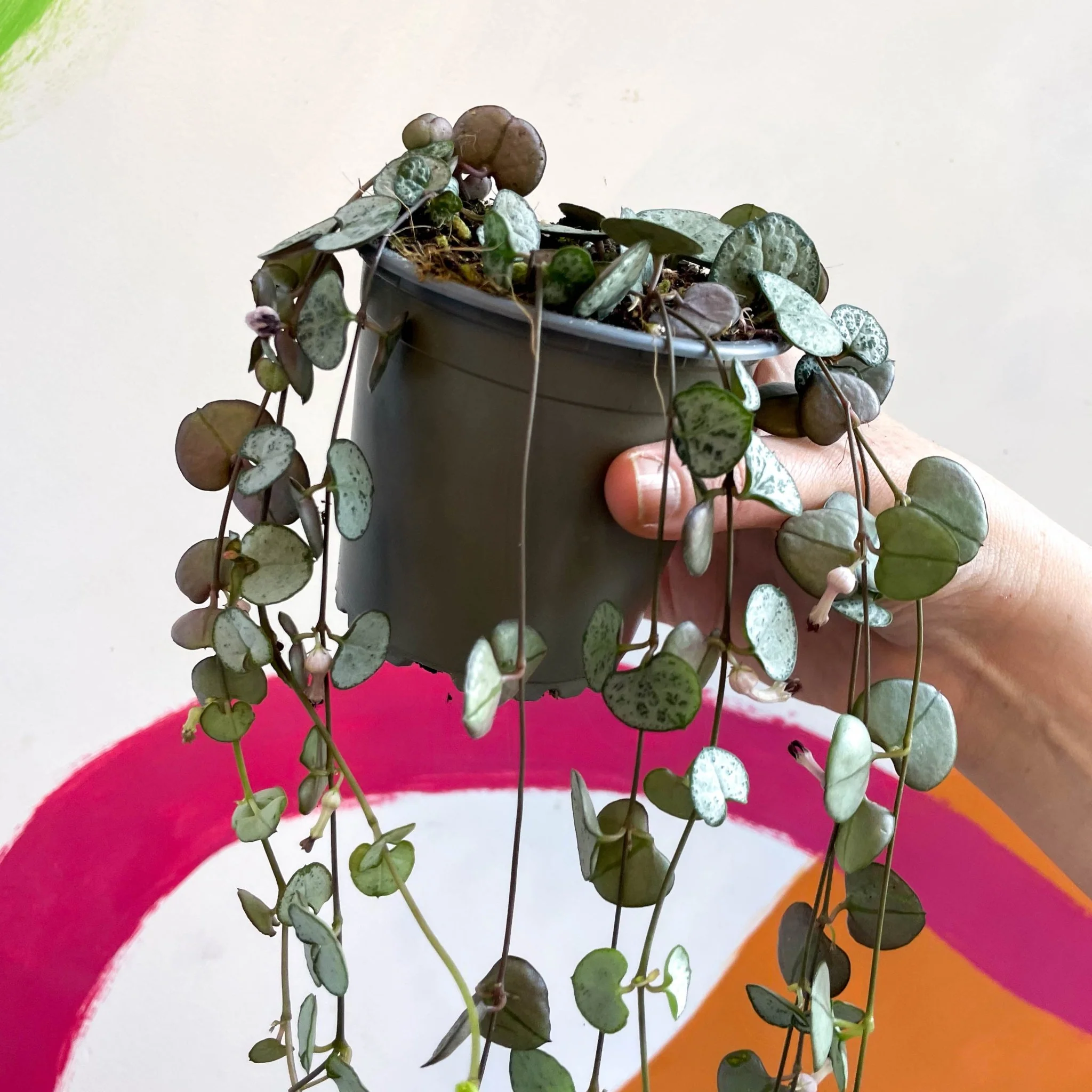 Ceropegia woodii 'Silver Glory' - String of Hearts - Image 15
