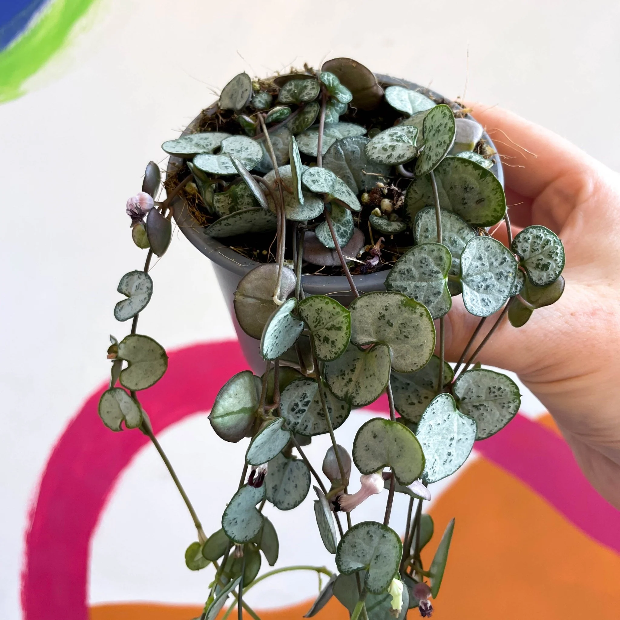 Ceropegia woodii 'Silver Glory' - String of Hearts - Image 2