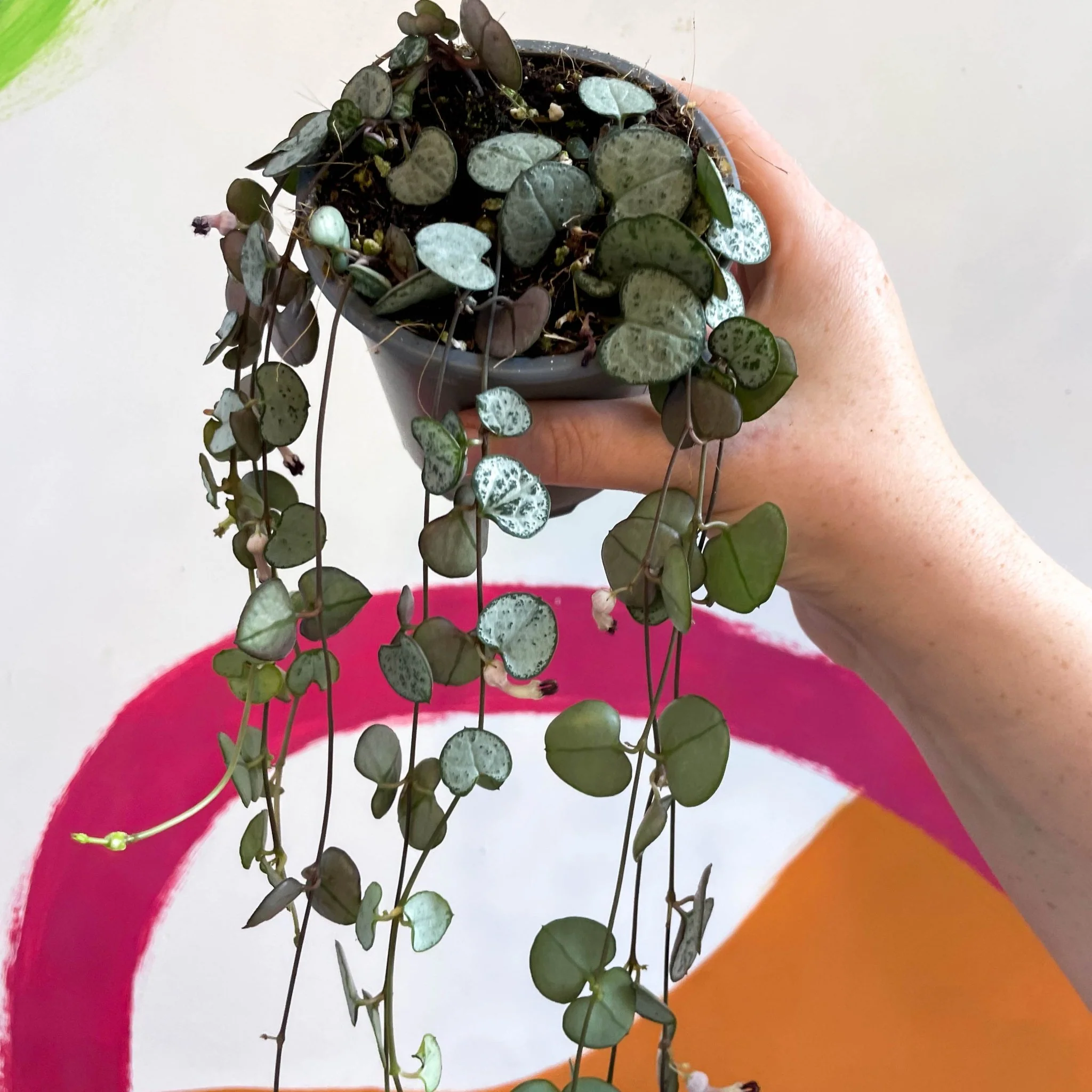 Ceropegia woodii 'Silver Glory' - String of Hearts - Image 5