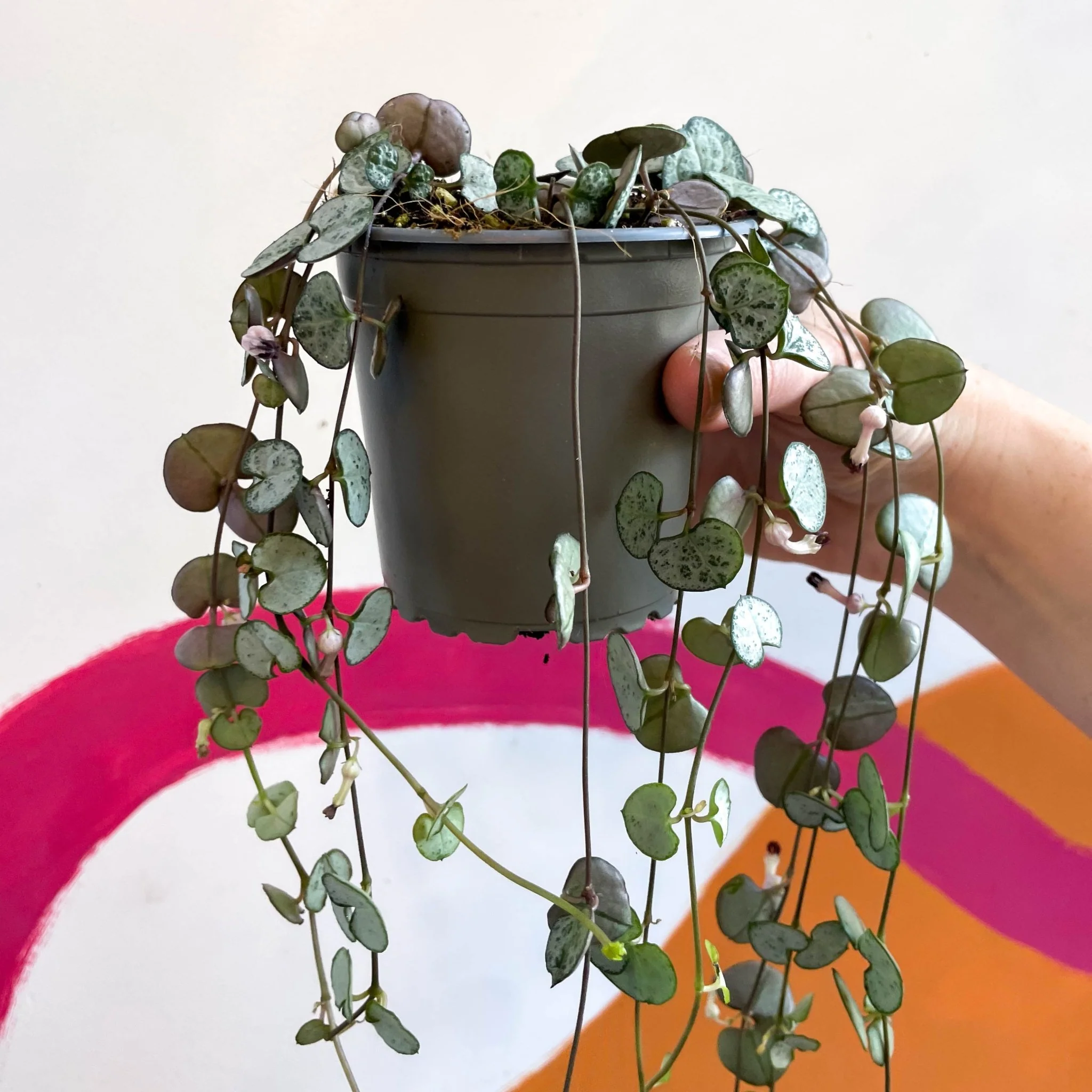 Ceropegia woodii 'Silver Glory' - String of Hearts - Image 6