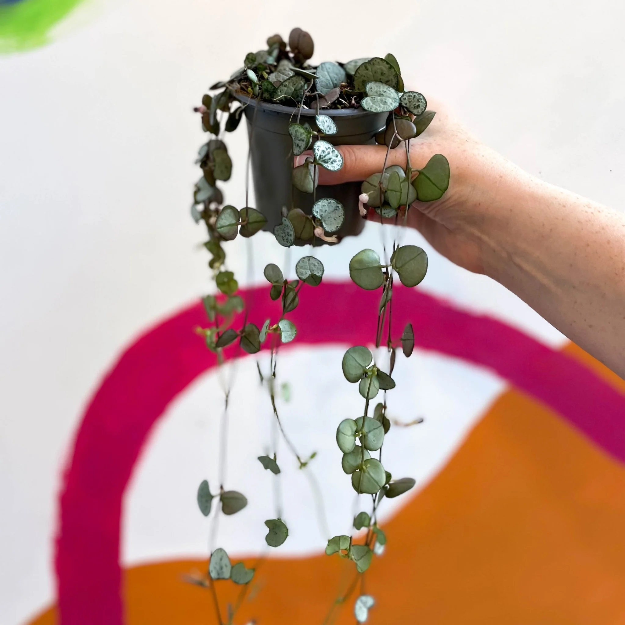 Ceropegia woodii 'Silver Glory' - String of Hearts - Image 7