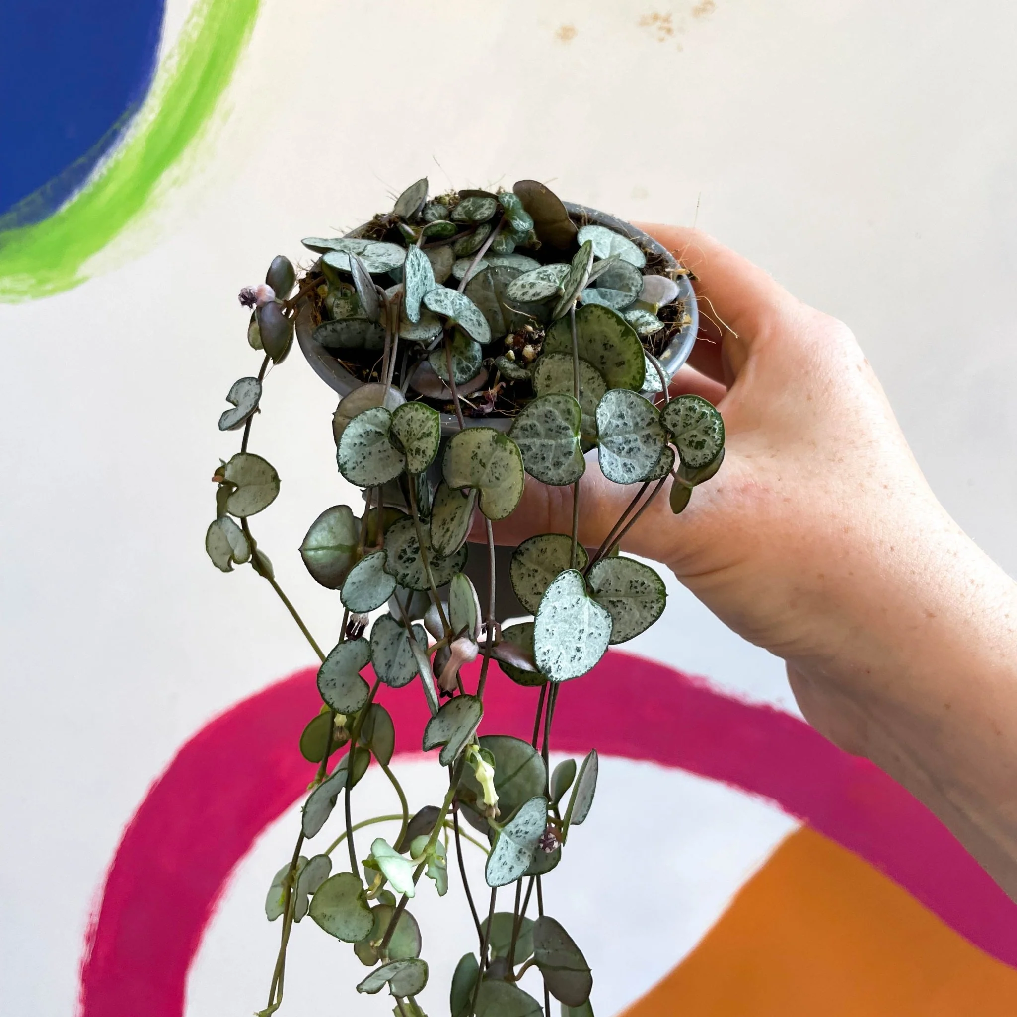 Ceropegia woodii 'Silver Glory' - String of Hearts - Image 8
