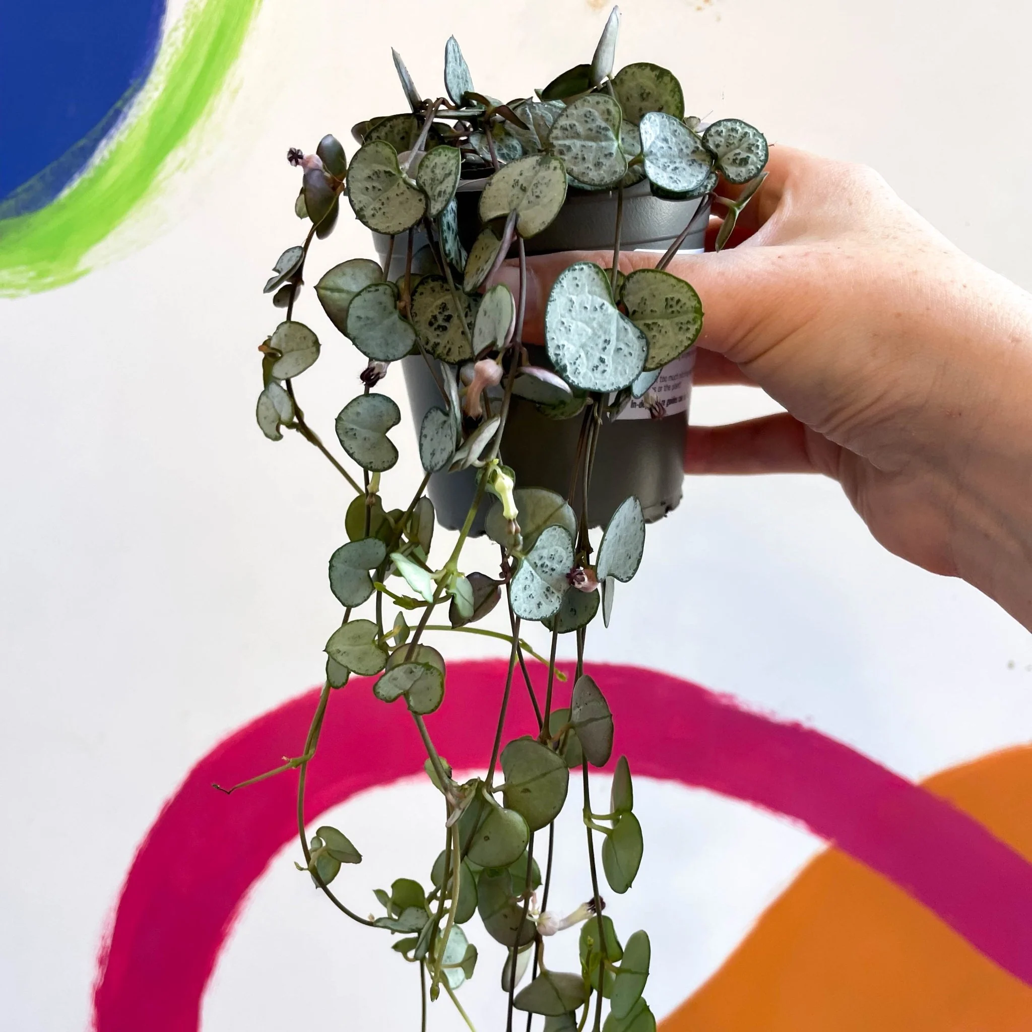 Ceropegia woodii 'Silver Glory' - String of Hearts - Image 9