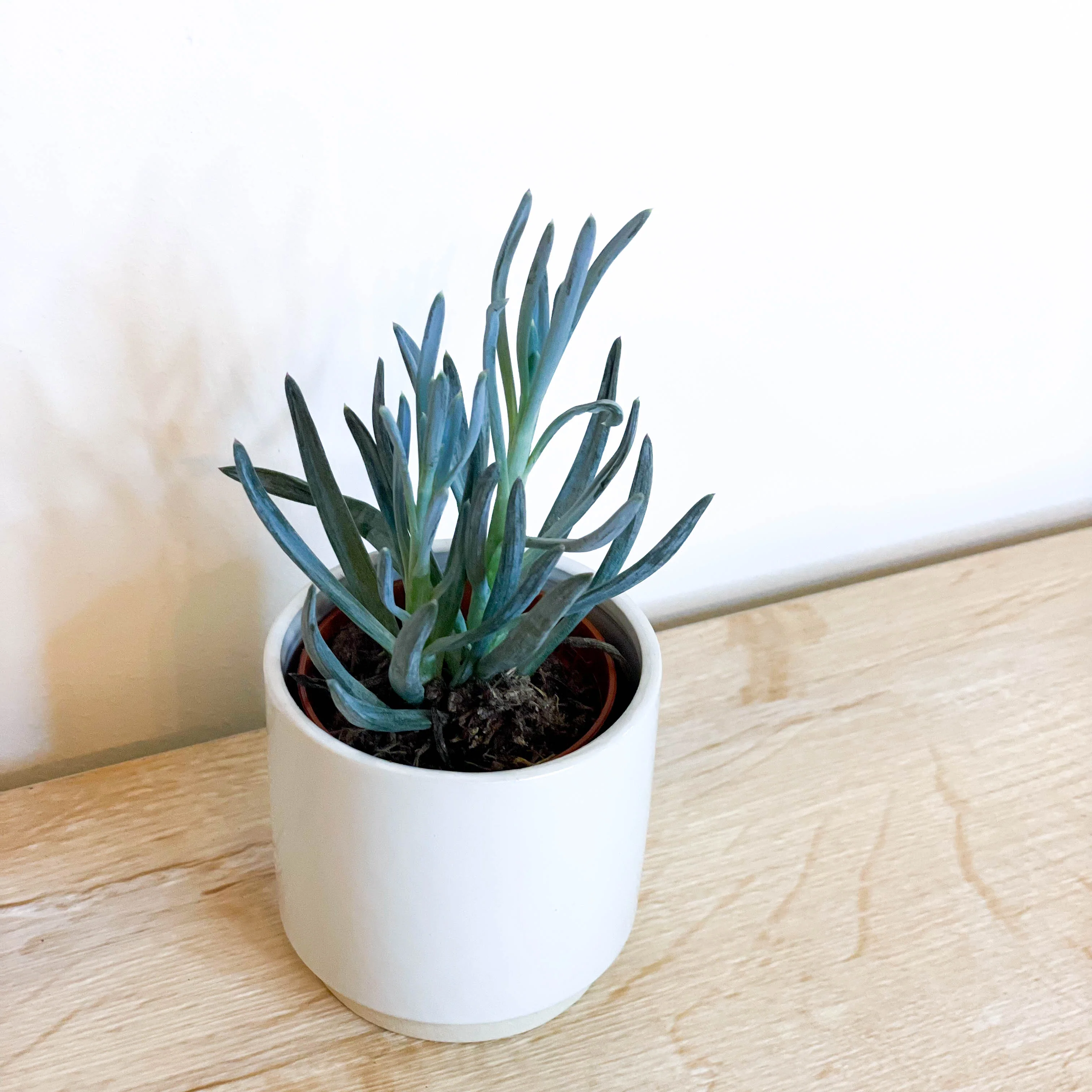 Chalksticks - Senecio