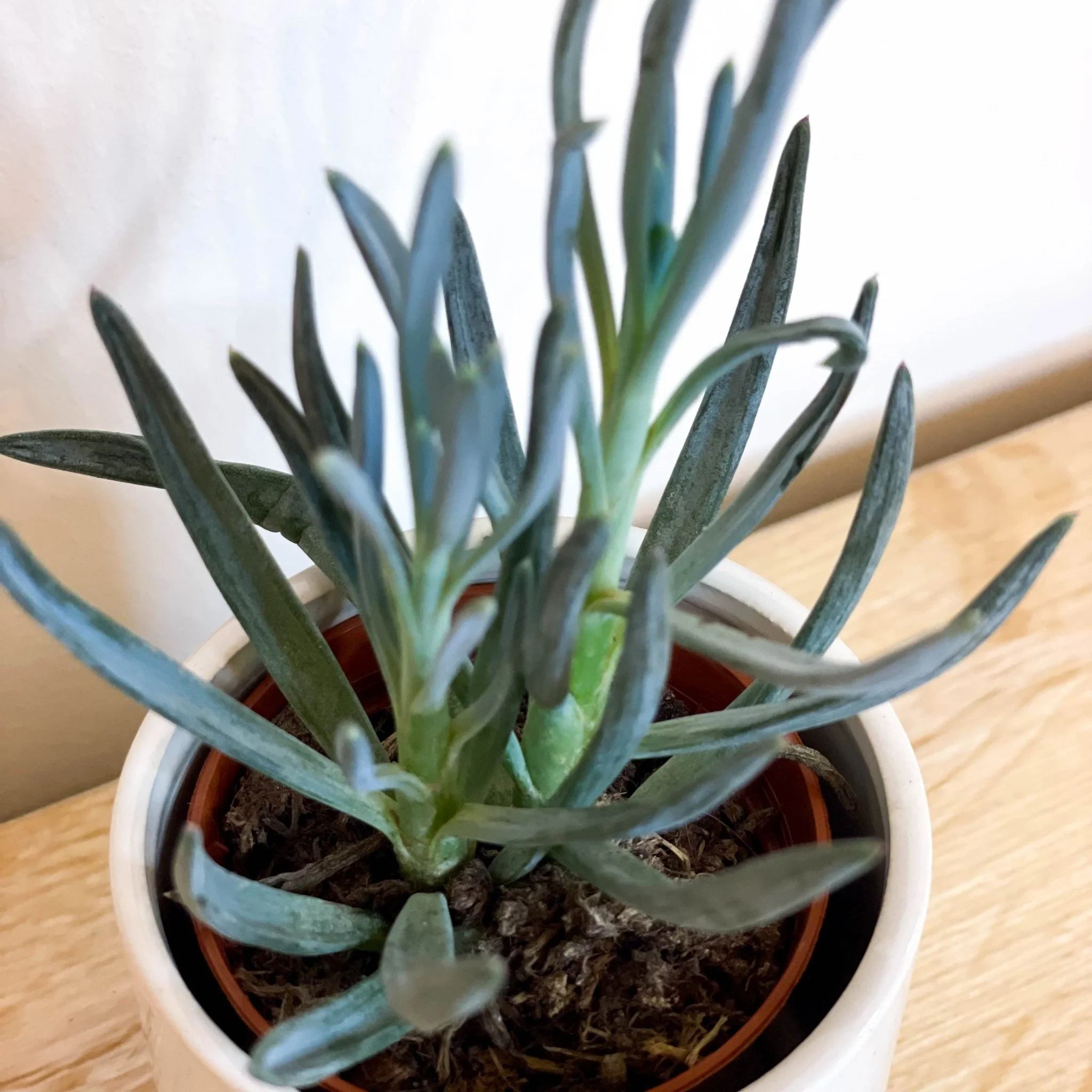 Chalksticks - Senecio - Image 2