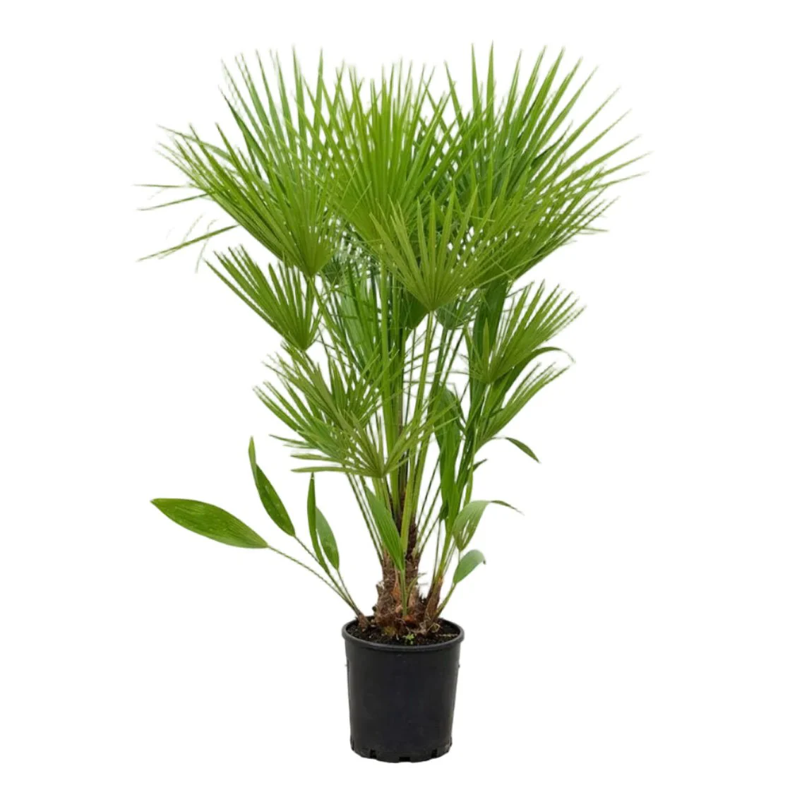Chamaerops humilis – European Fan Palm