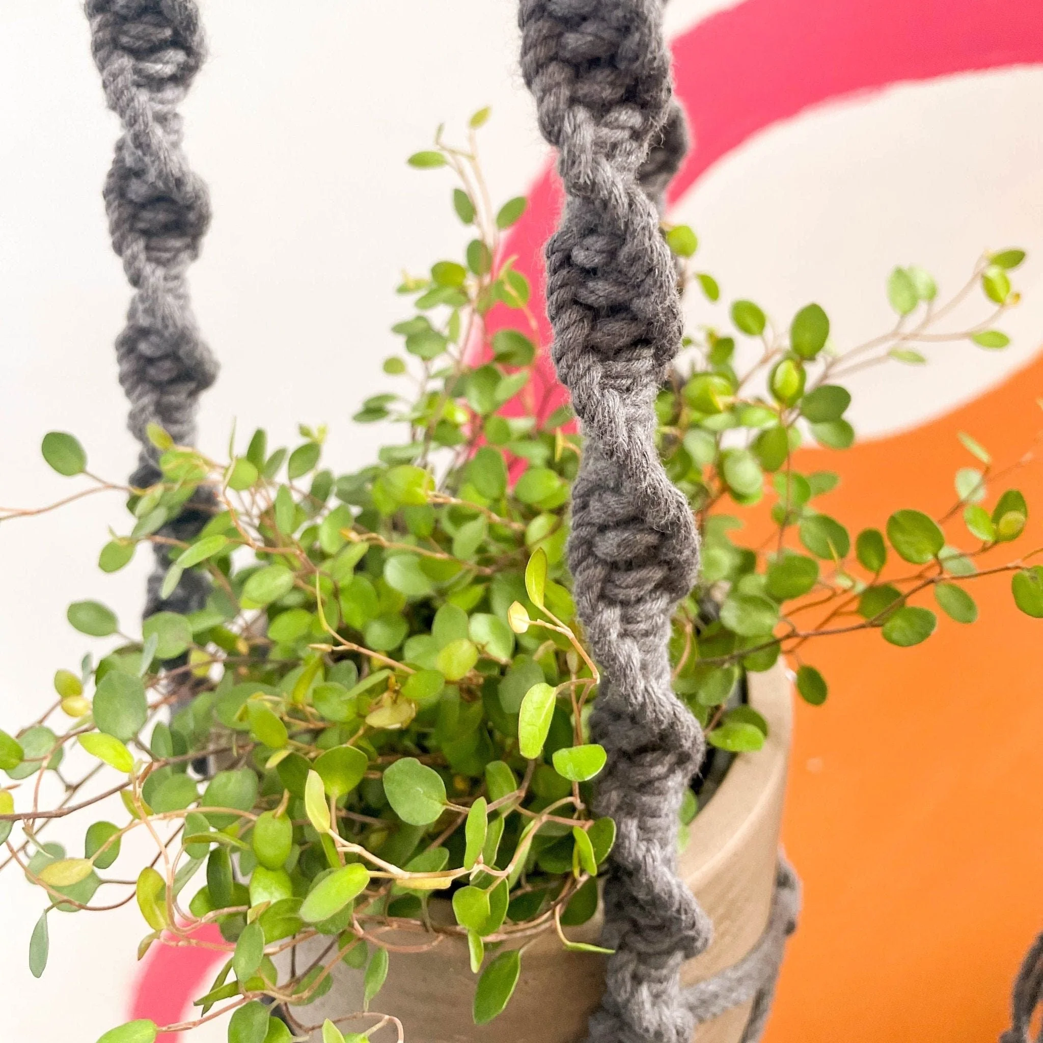 Charcoal Grey Macrame Plant Hanger - Image 2