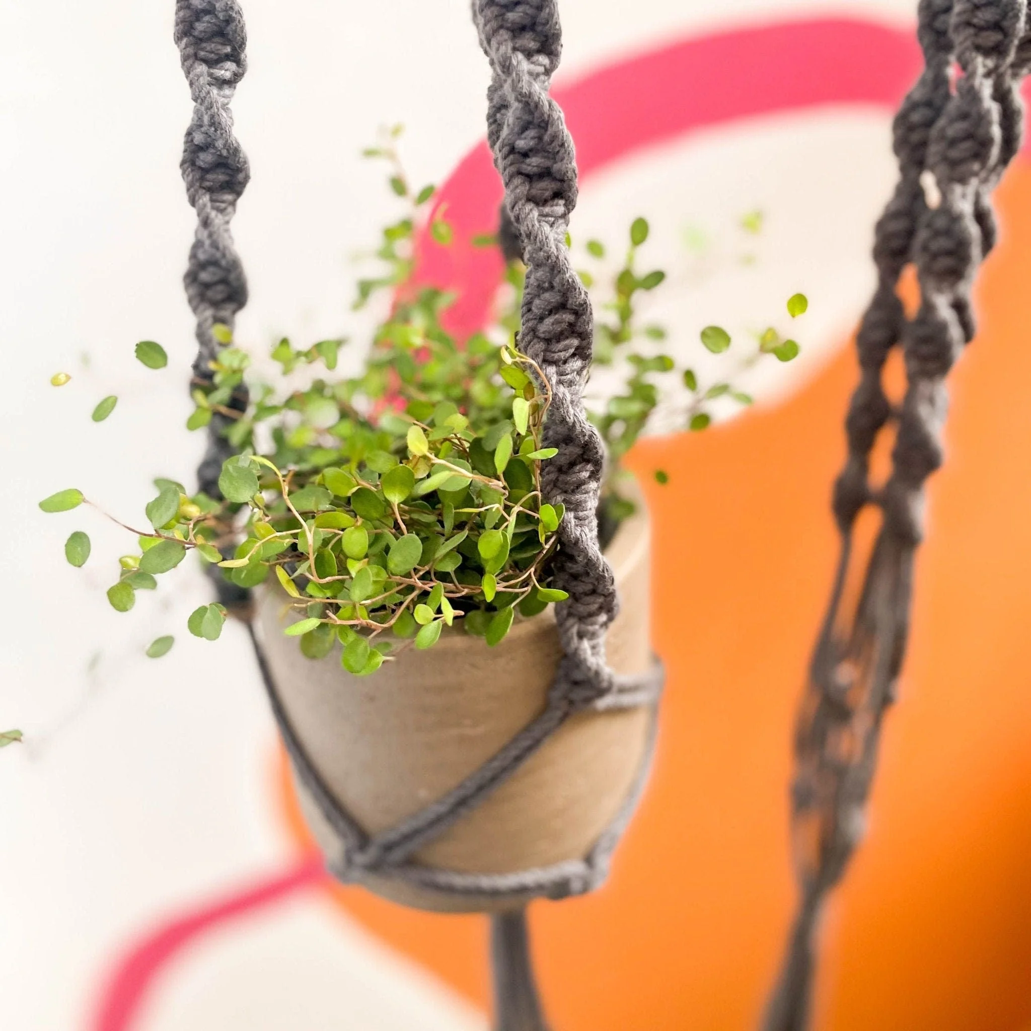 Charcoal Grey Macrame Plant Hanger - Image 4