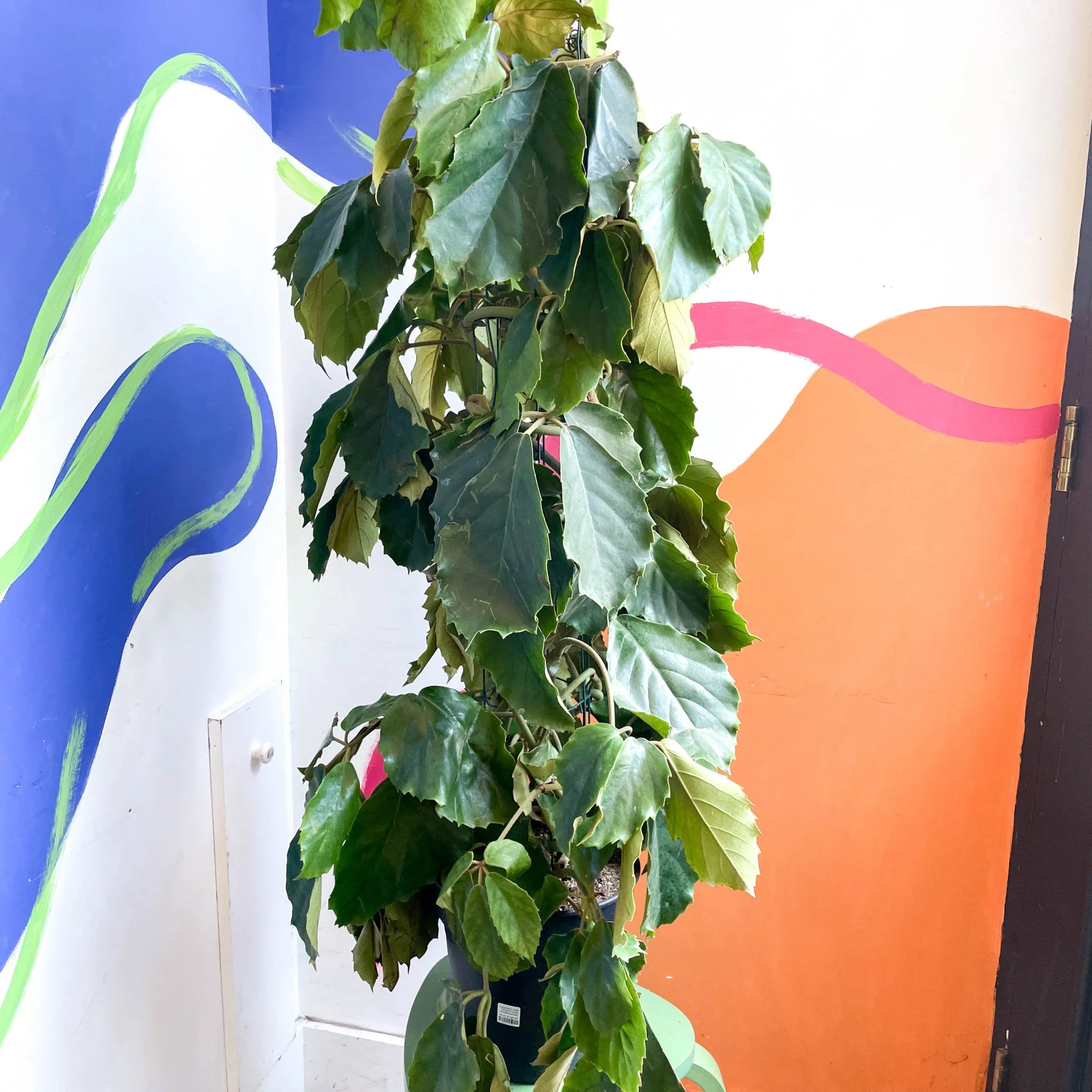 Tetrastigma voinierianum - Chestnut Vine