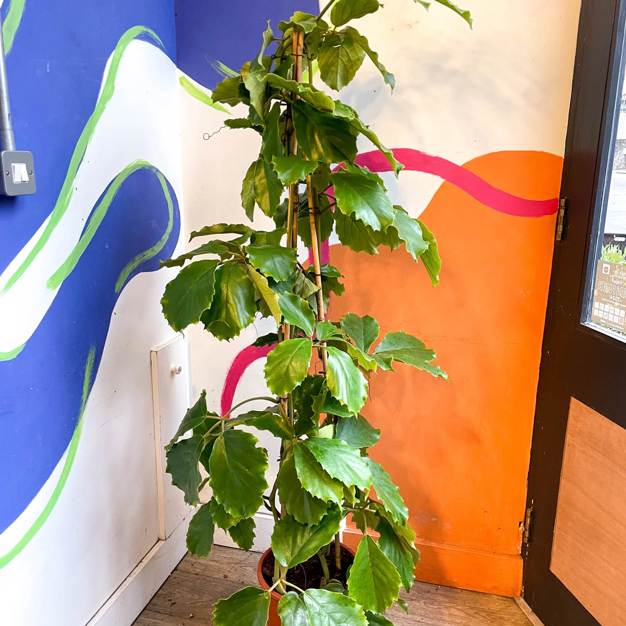 Tetrastigma voinierianum - Chestnut Vine - Image 10