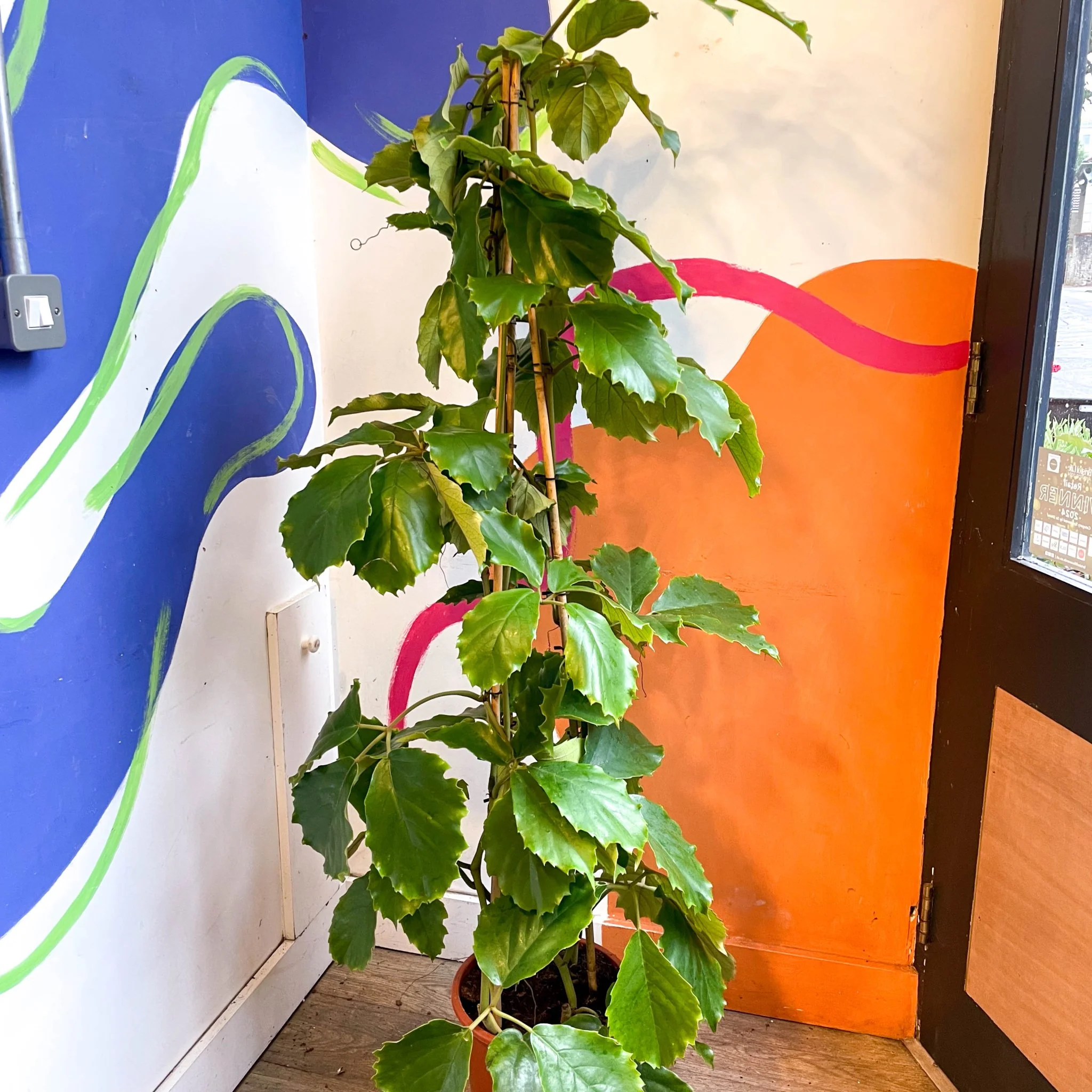 Tetrastigma voinierianum - Chestnut Vine - Image 11